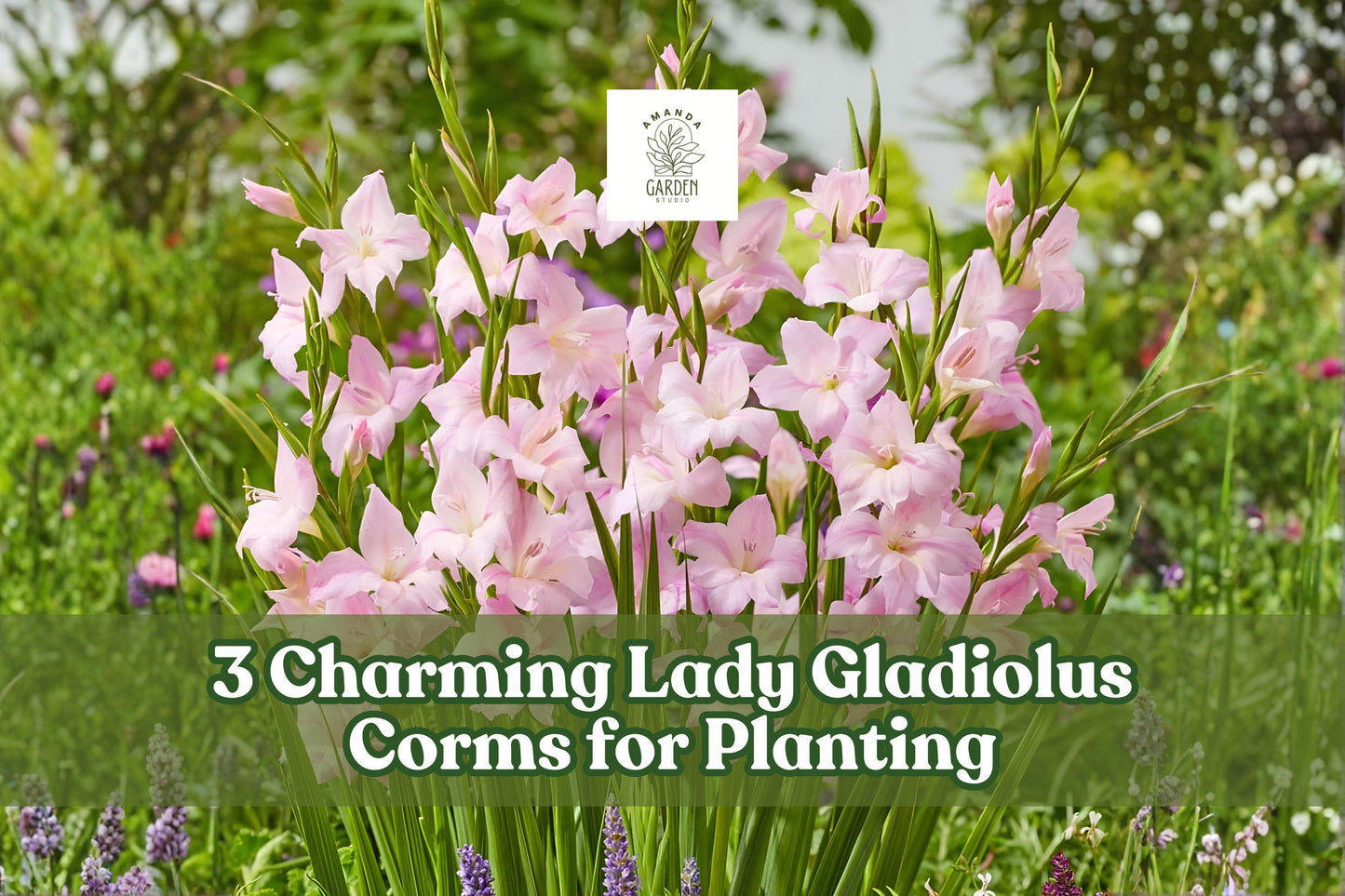 Charming Lady Gladiolus Corms - 3 Hardy Pink Sword Lily Bulbs, Gladiolus ‘Charming Lady’, Summer Garden Flowers