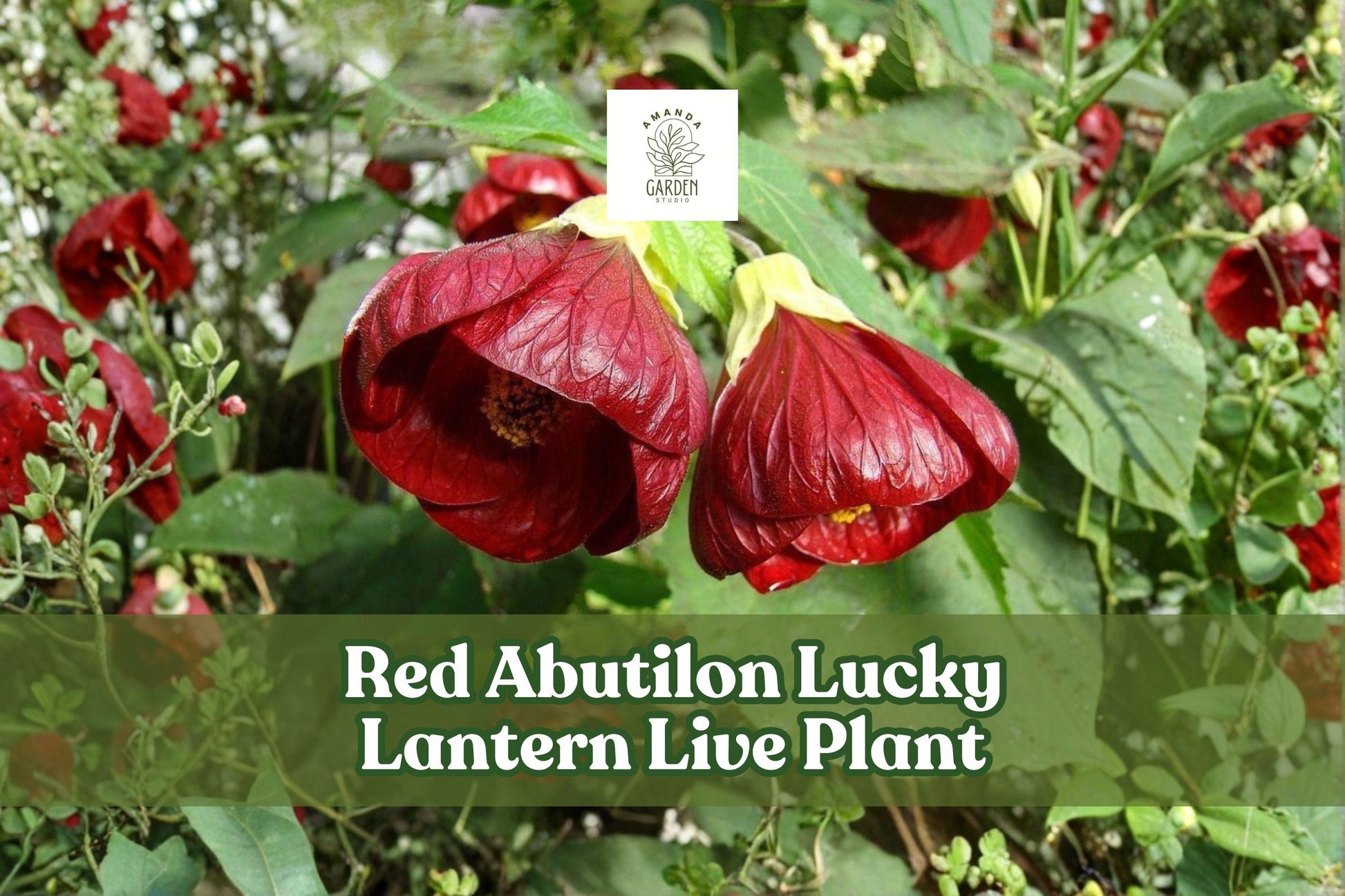Red Abutilon Lucky Lantern Live Plant | Flowering Maple Starter Plug | Compact Red Blooms | Abutilon hybrid