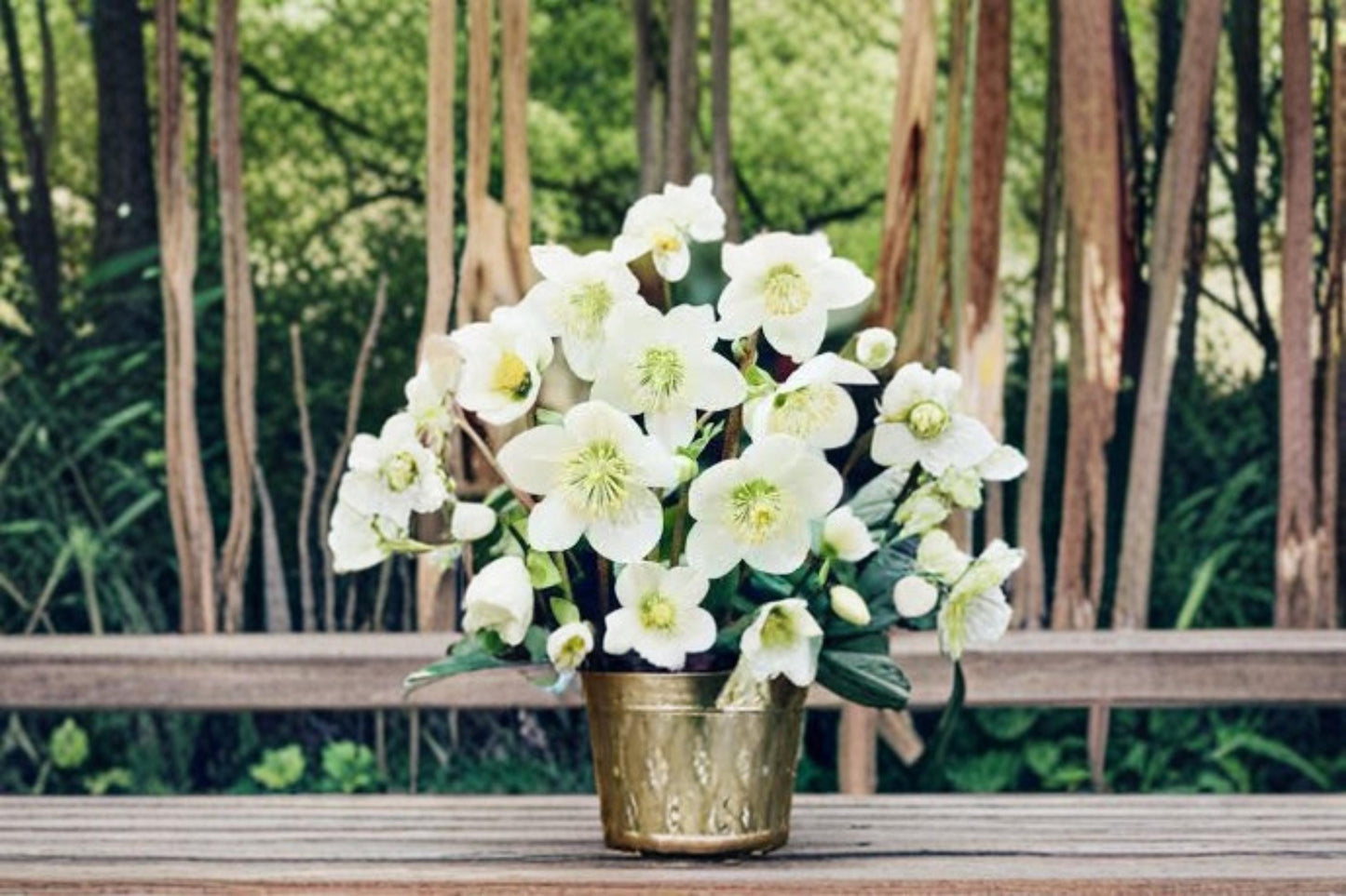 Hellebore Seeds - 15 Pack Christmas Rose - Helleborus niger - Winter Flowering Perennial for Shade Gardens