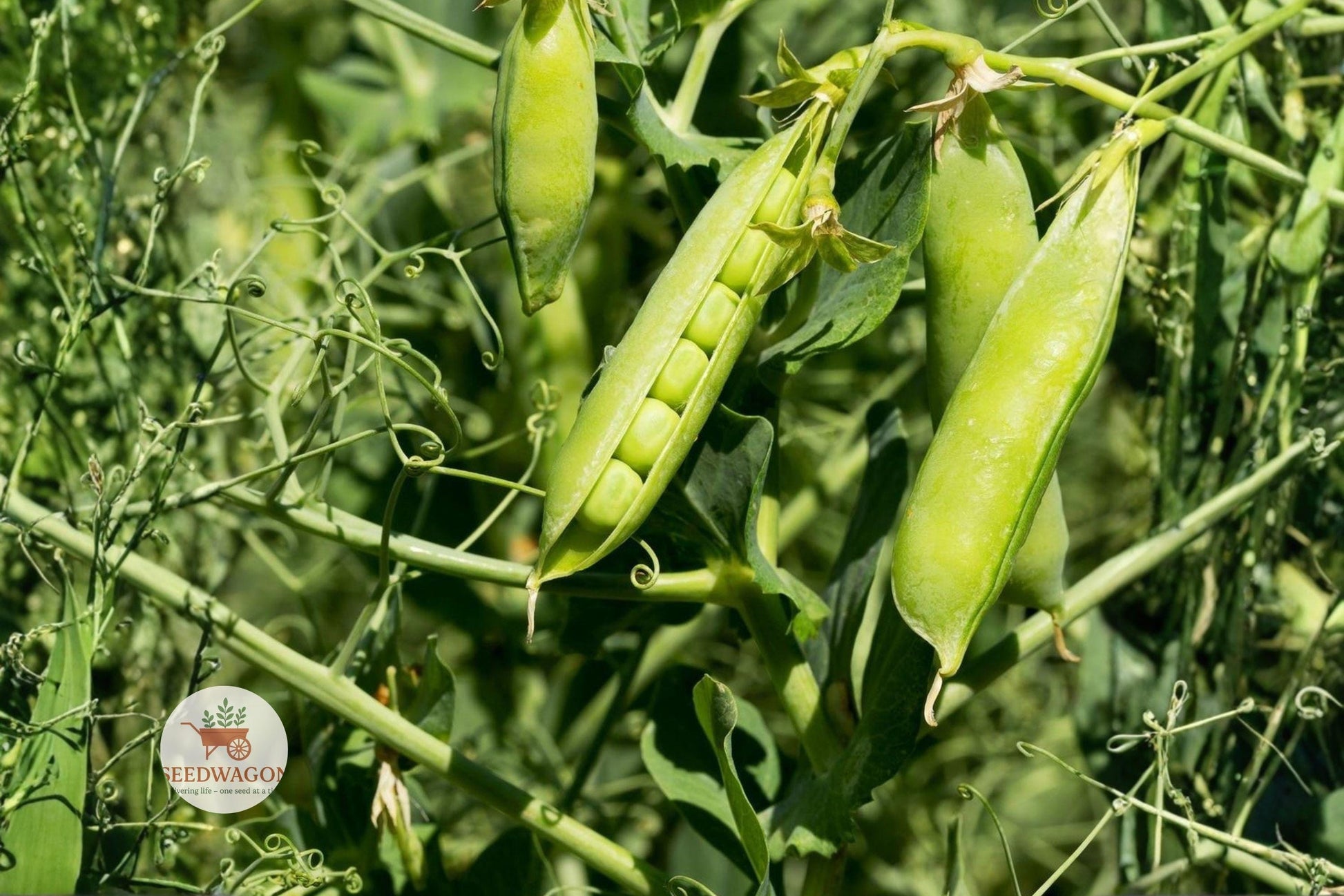 Little Marvel Pea Seeds - Heirloom Non-GMO Vegetable - Pisum sativum - 20+ Easy Grow Seeds for Small Gardens and Containers