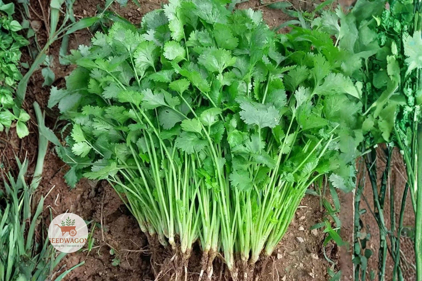 Slow Bolt Cilantro Seeds - Heirloom Non-GMO Herb (Coriandrum sativum) - 25+ Seeds for Kitchen Gardens & Culinary Use