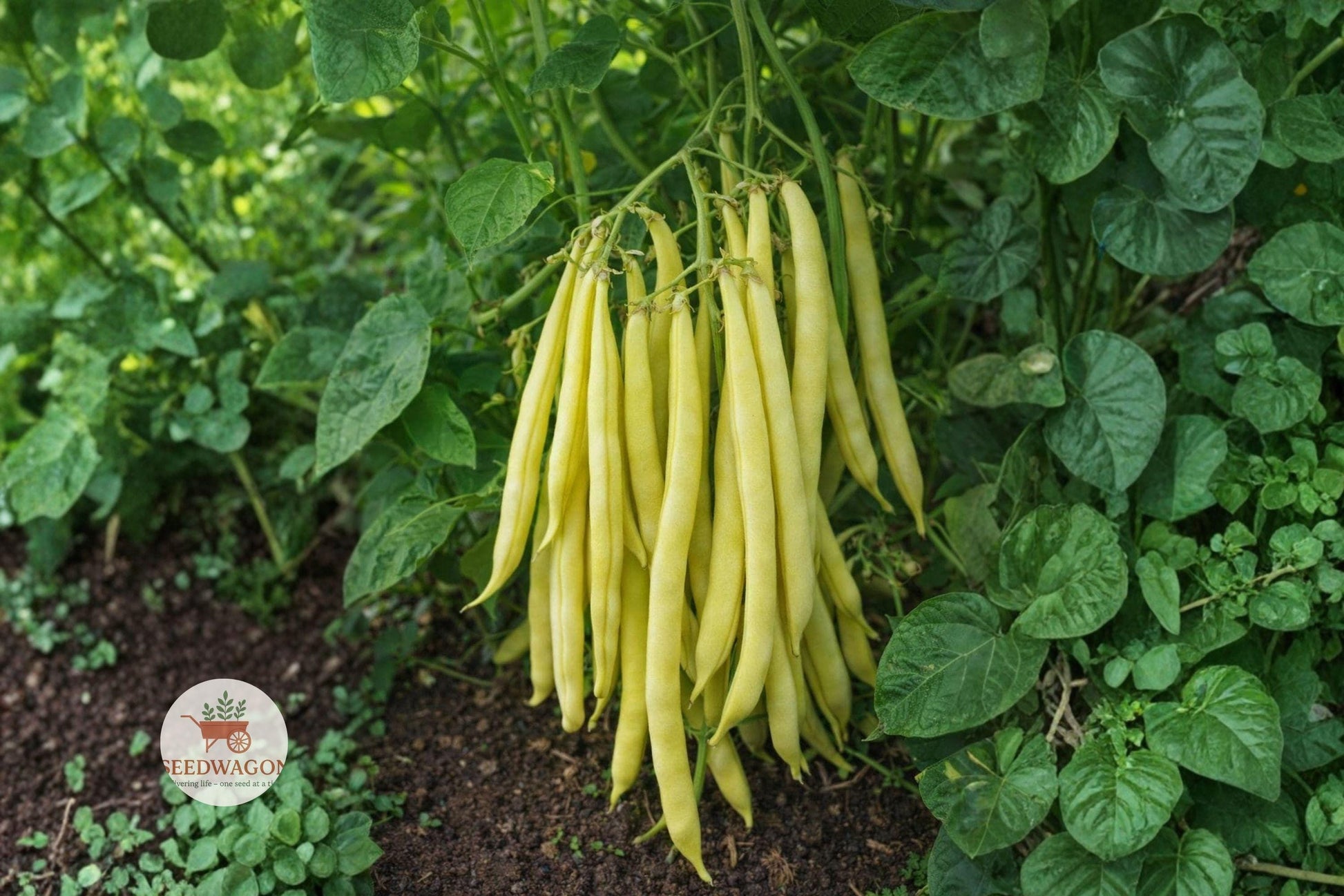 Golden Wax Bush Bean Seeds - Non-GMO Heirloom, Easy Grow Vegetable, Phaseolus vulgaris, 20+ High-Quality Seeds for Gardens