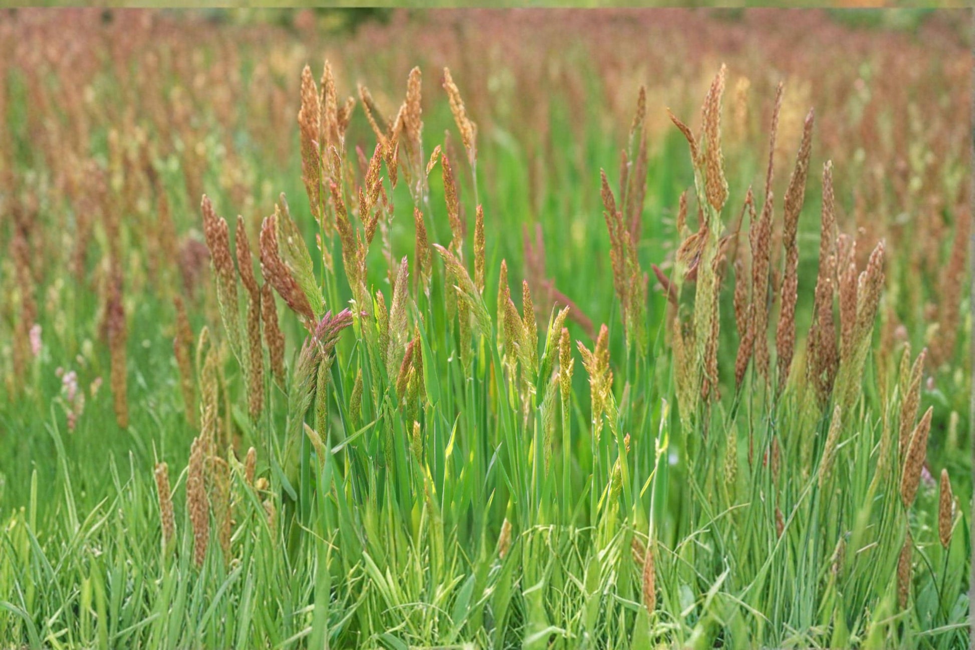 Creeping Red Fescue Seeds - 1000 Count - Festuca rubra - Cool-Season Grass for Lawns & Ground Cover, Erosion Control