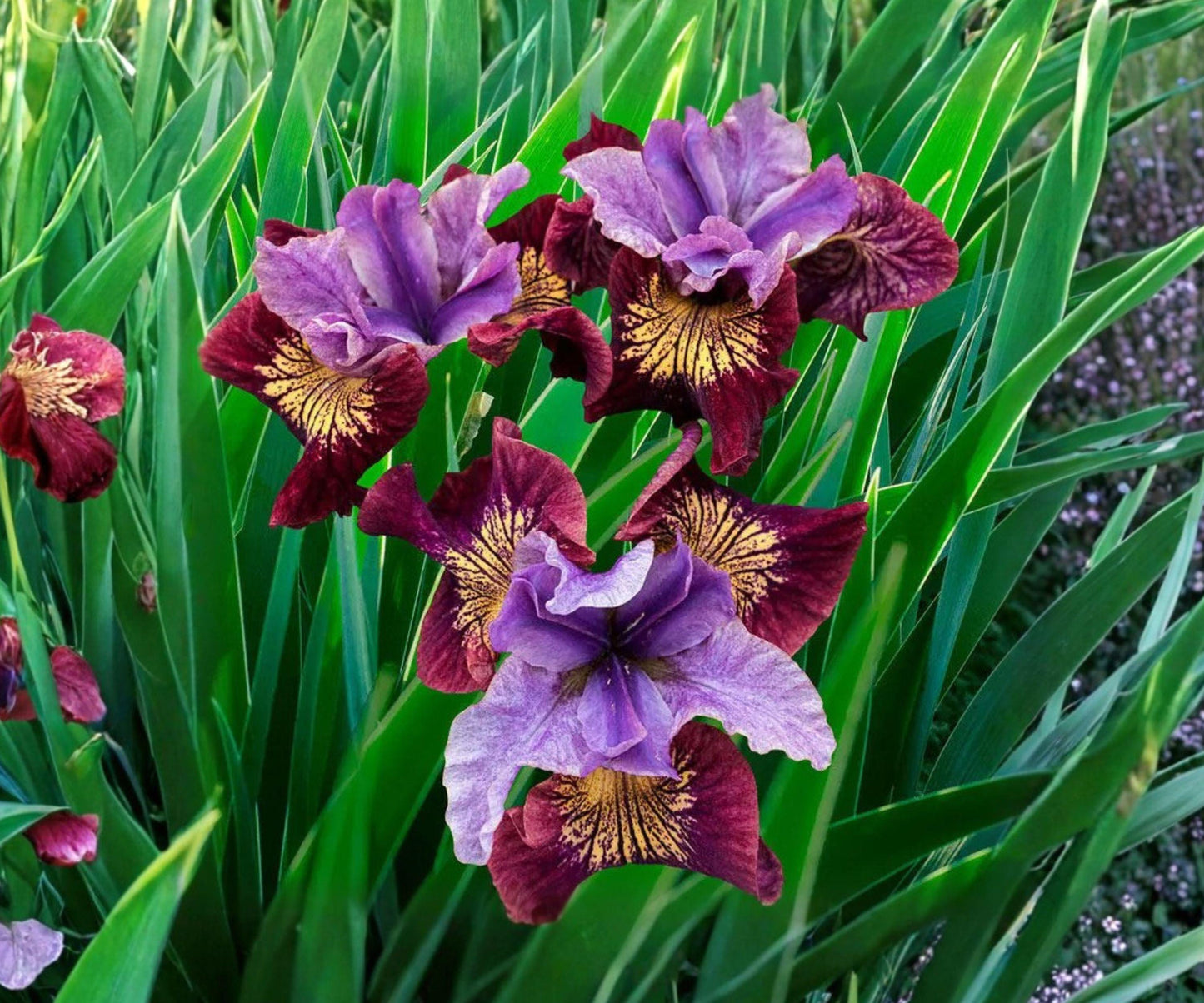 Siberian Iris Rhizome Division - Purple Multicolor Double Blooms, Iris sibirica ‘Miss Apple’ - Perennial for Summer Gardens