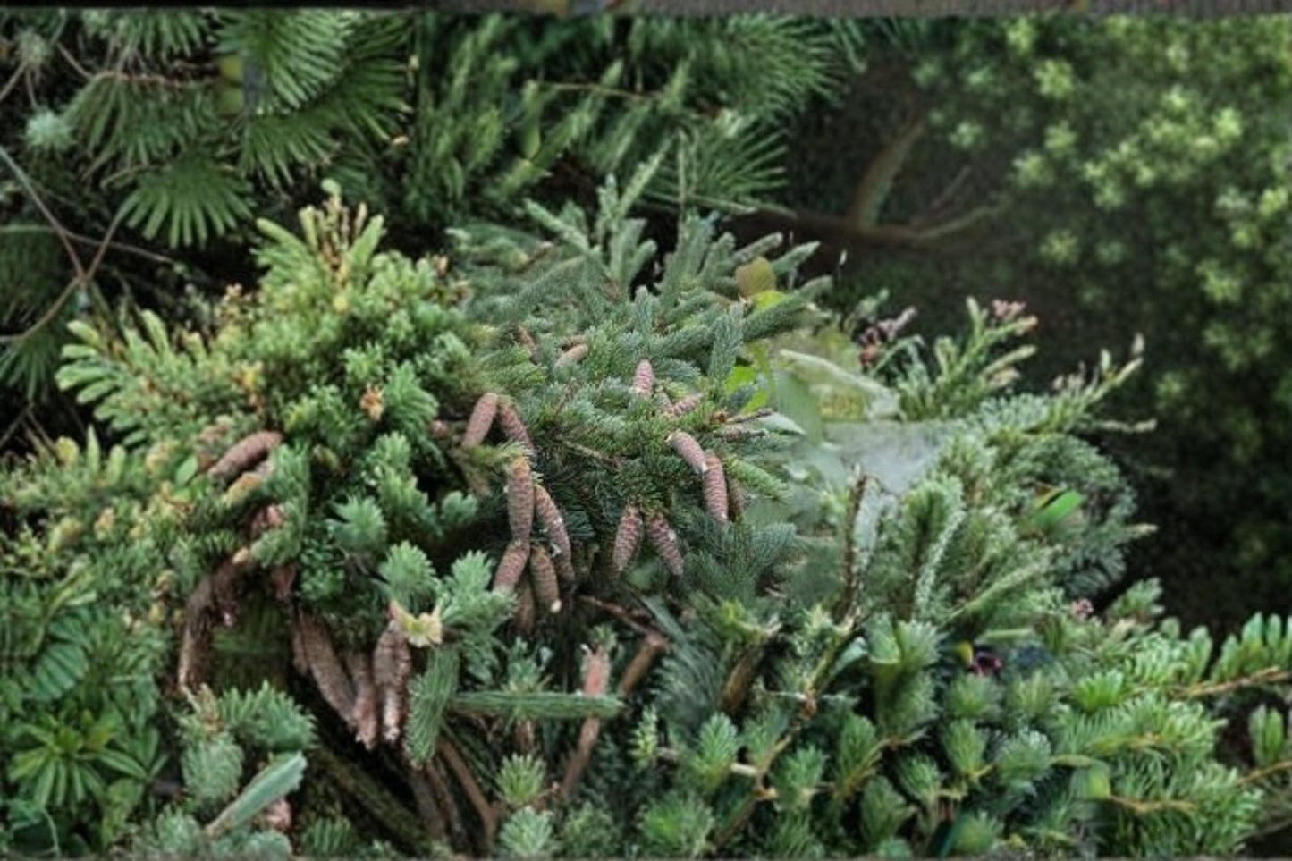 White Spruce Seeds - 30 Count - Evergreen Conifer for Landscape - Picea glauca - Cold Hardy Tree for Gardens and Windbreaks