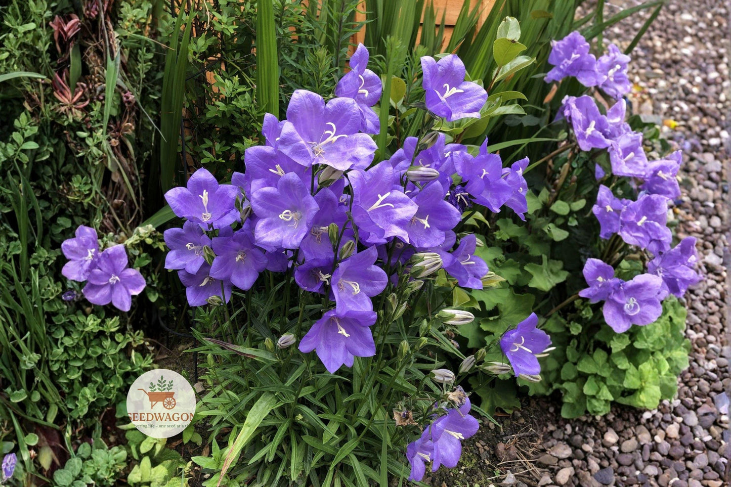 Harebells Seeds 100 Count | Campanula rotundifolia | Blue Bellflower Wildflower | Native Pollinator-Friendly Perennial