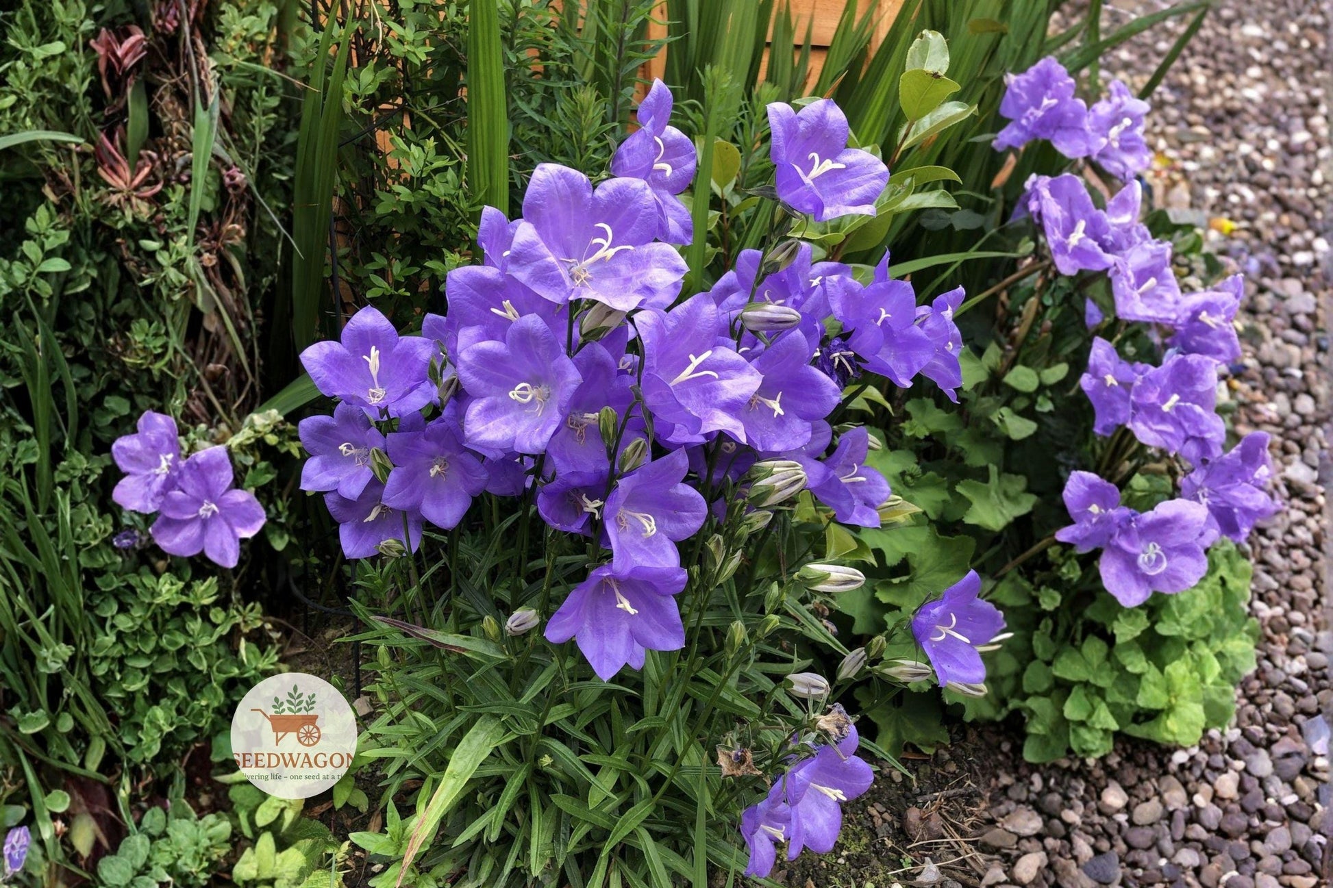 Harebells Seeds 100 Count | Campanula rotundifolia | Blue Bellflower Wildflower | Native Pollinator-Friendly Perennial