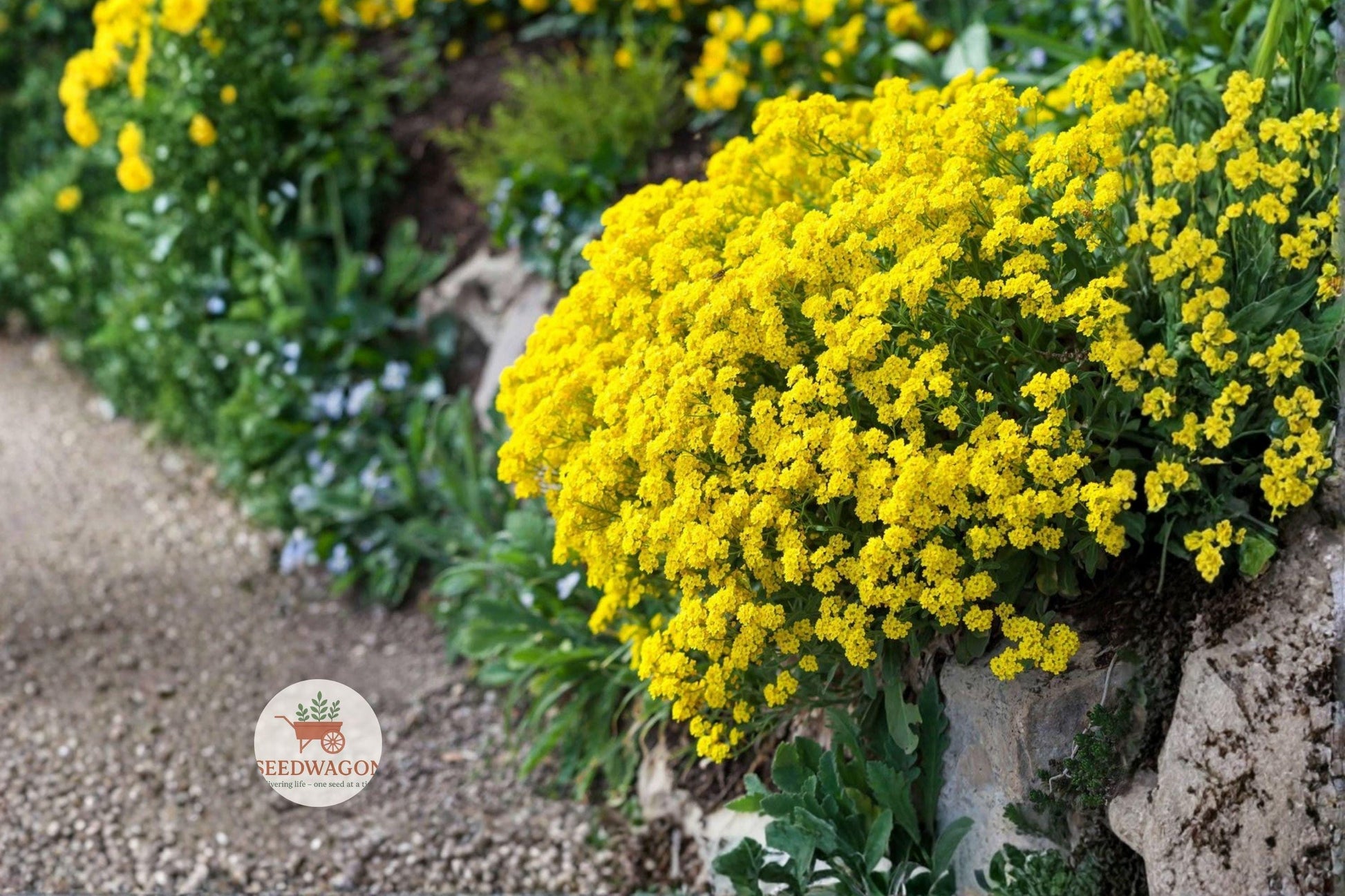 Basket of Gold Seeds - 100 Seeds Alyssum saxatile - Golden Yellow Flowering Perennial for Rock Gardens and Pollinator Landscapes