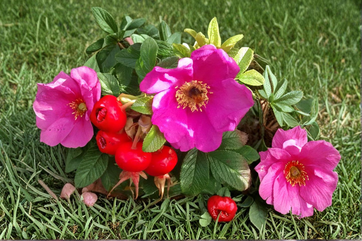 Rugosa Rose Seeds 50 Count - Red Flowering Shrub - Rosa rugosa - Hardy Outdoor Plant for Full Sun and Well-Drained Soil