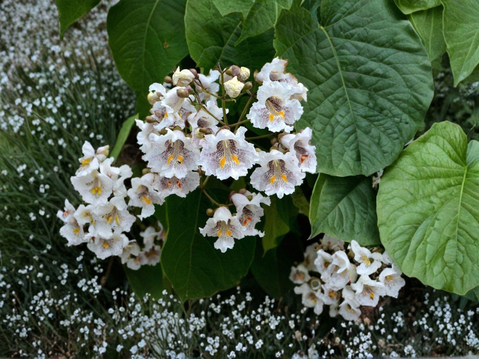 Northern Catalpa Tree 12-24in Bare Root White Flowers Catalpa speciosa Fast-Growing Shade Plant for Landscape