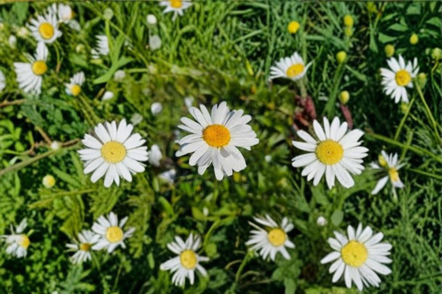 Shasta Daisy Seeds - 1000 Count - White Flowers with Yellow Centers - Leucanthemum × superbum - Perennial Garden Plant