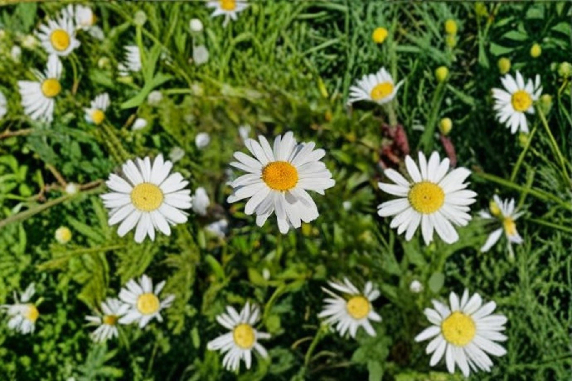 Shasta Daisy Seeds - 1000 Count - White Flowers with Yellow Centers - Leucanthemum × superbum - Perennial Garden Plant