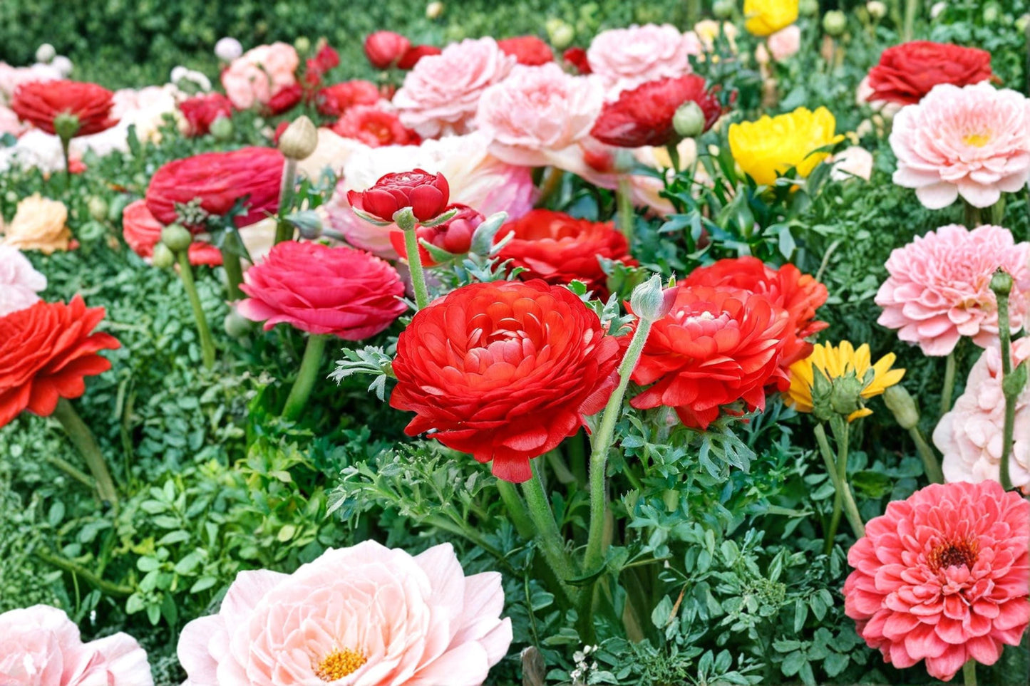 Red Ranunculus Bulbs - 10 Pack - Perennial Flowering Plant - Ranunculus asiaticus - Bright Red Blooms for Garden, Borders, Containers