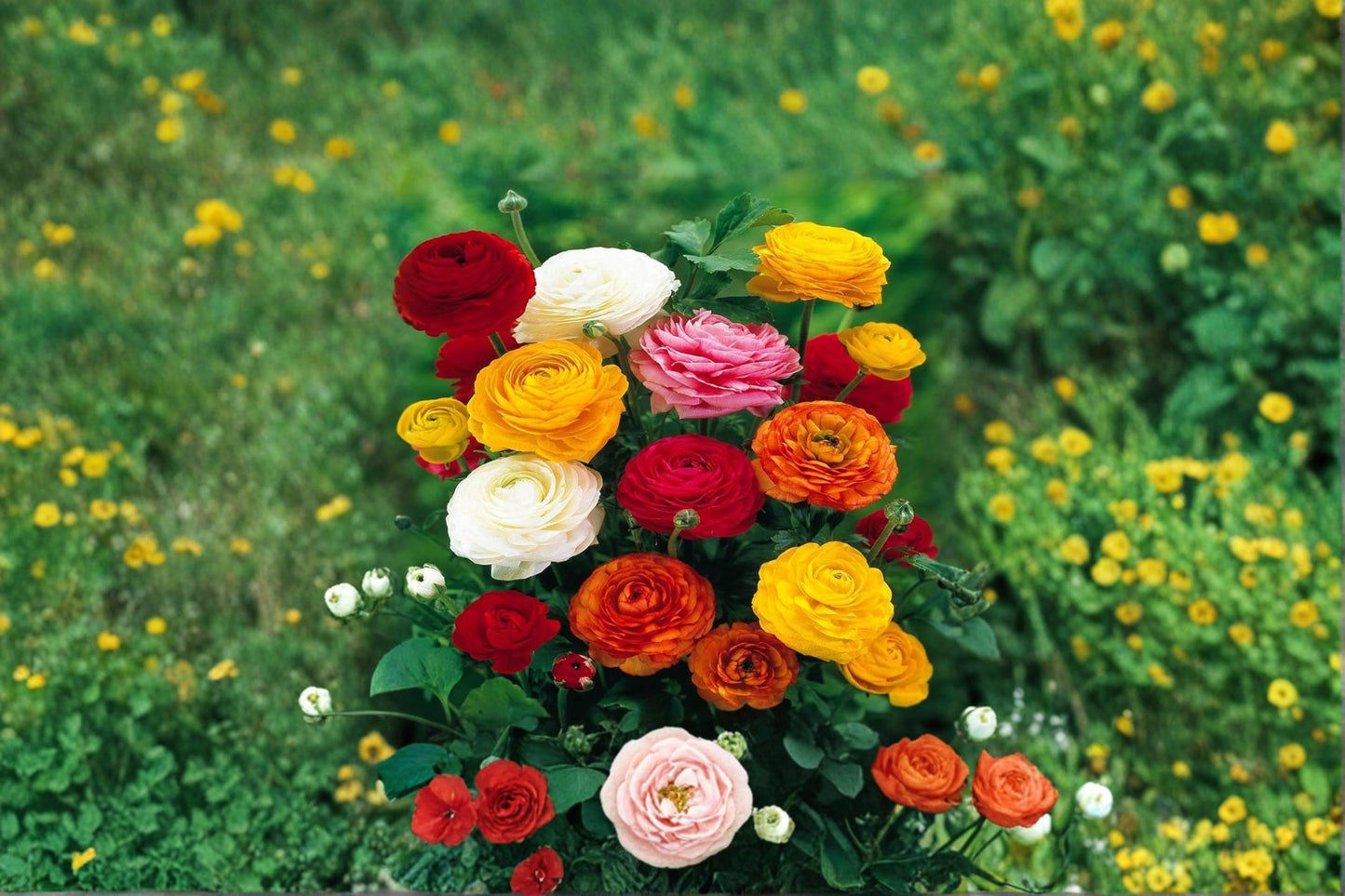 Mixed Ranunculus Bulbs - 12 Assorted Color Flowering Bulbs - Ranunculus asiaticus - Garden & Container Planting
