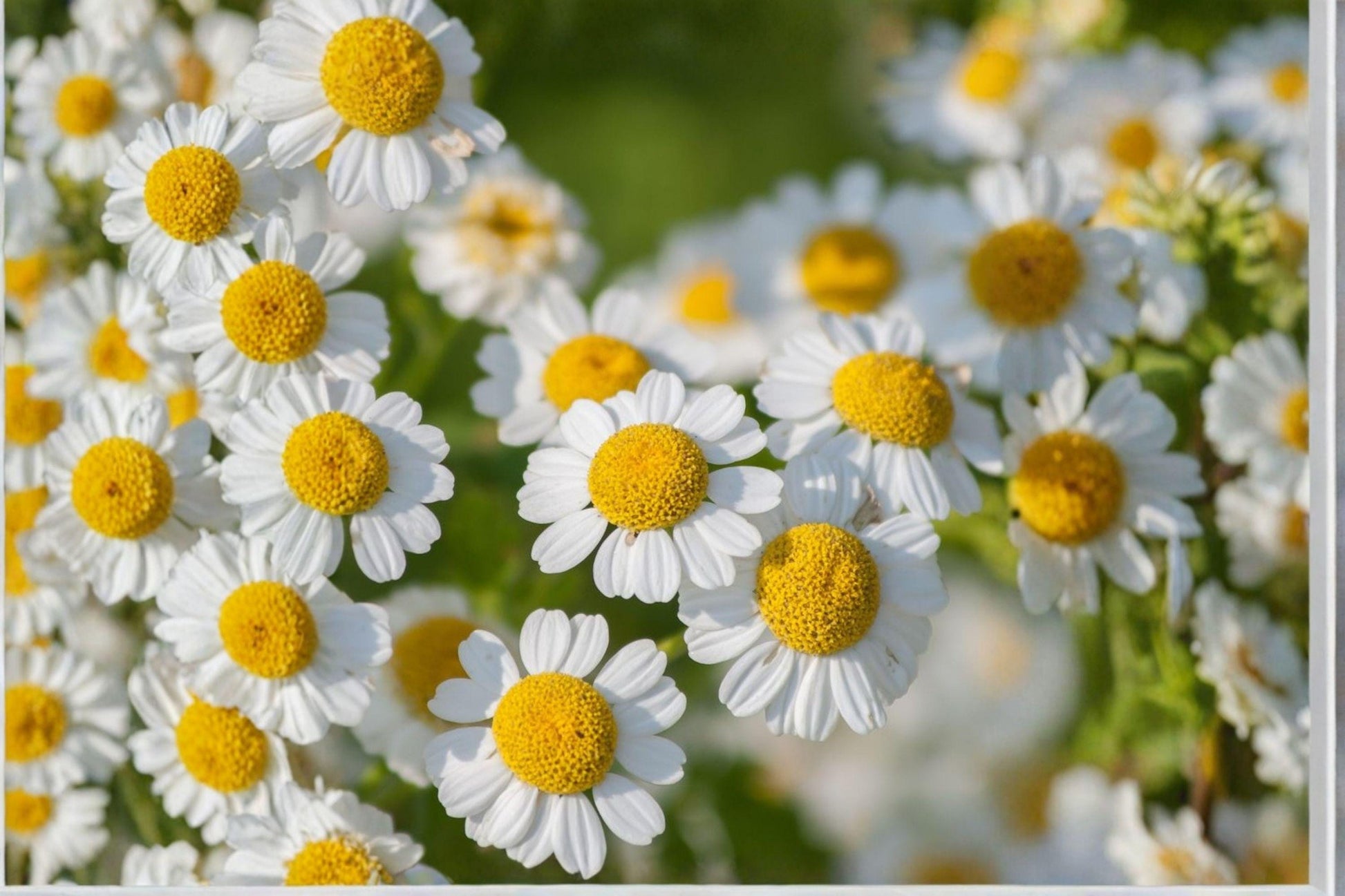 Creeping Daisy Seeds - 100 Count White Flower Groundcover, Chrysanthemum paludosum, Pollinator-Friendly Annual Plant