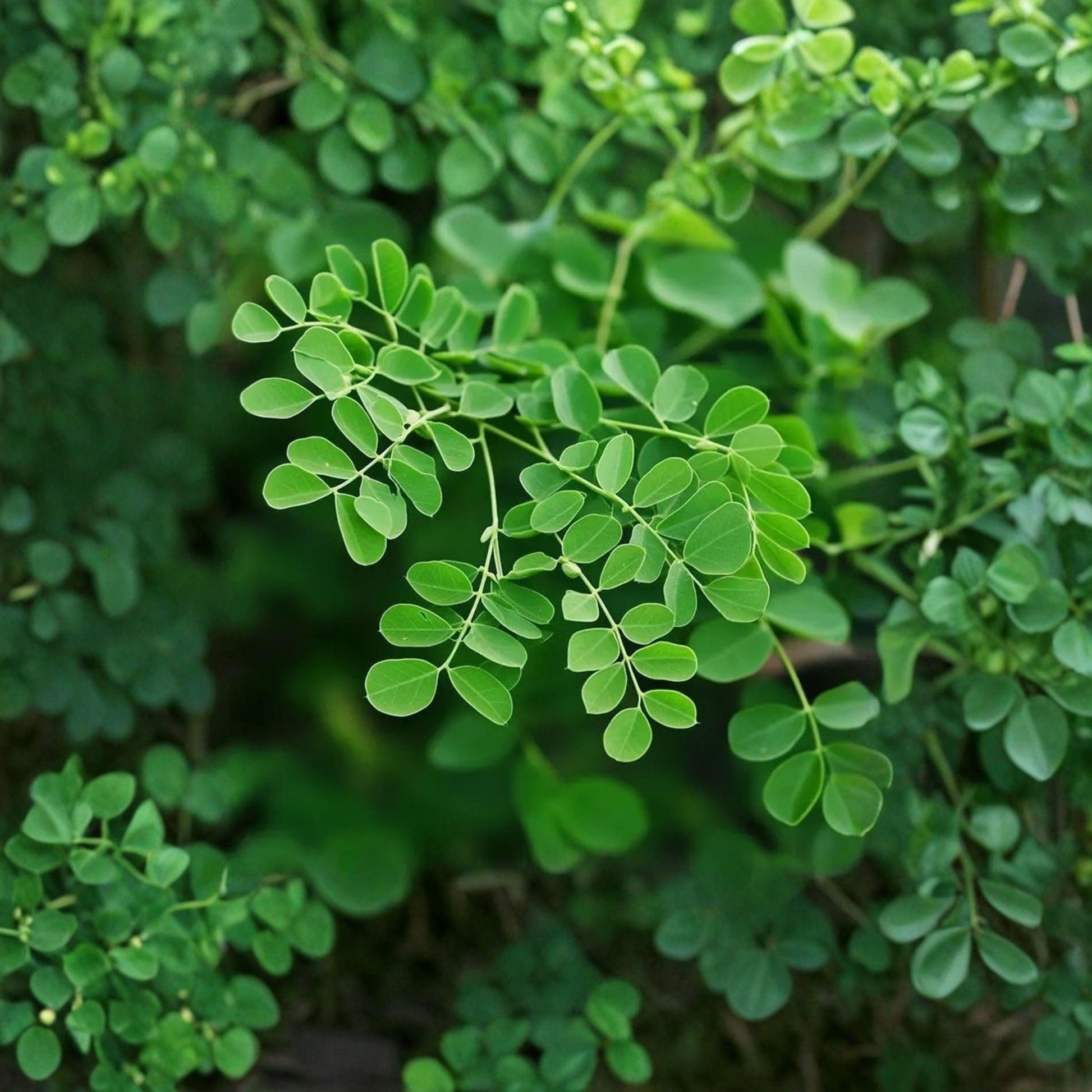 Moringa Oleifera Cuttings, 6 Pack, 14 Inch Drumstick Tree Cuttings for Planting, Fast-Growing Tropical Plant, Moringa