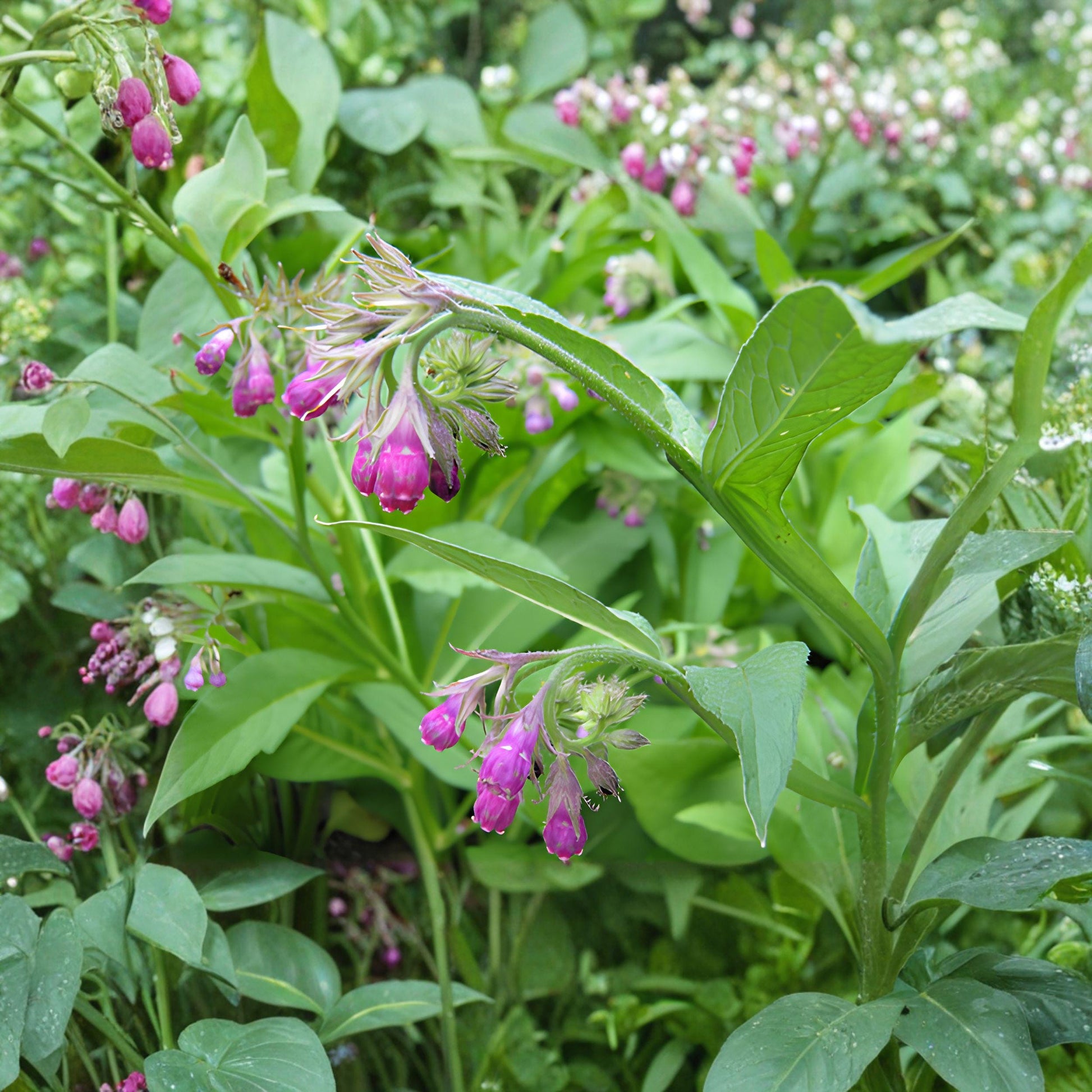 Russian Comfrey Root Cuttings, Live Bocking Variety, Perennial Herb for Organic Gardens, Symphytum x uplandicum