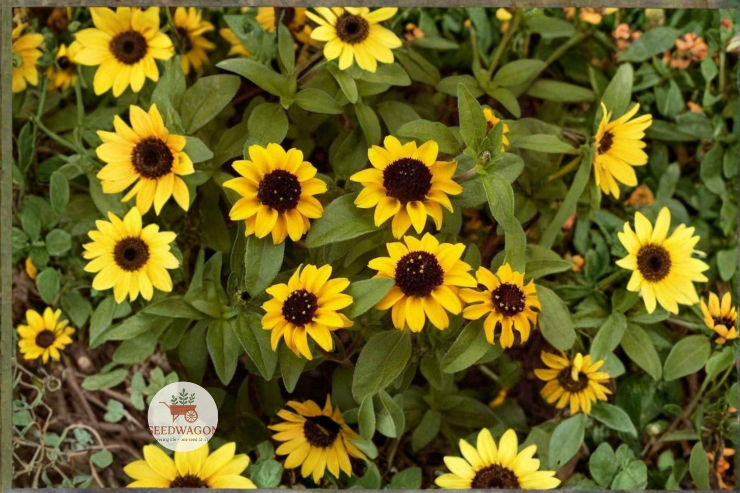 Creeping Zinnia Seeds 100 Count | Sanvitalia Procumbens | Yellow Groundcover Flower | Pollinator-Friendly Annual