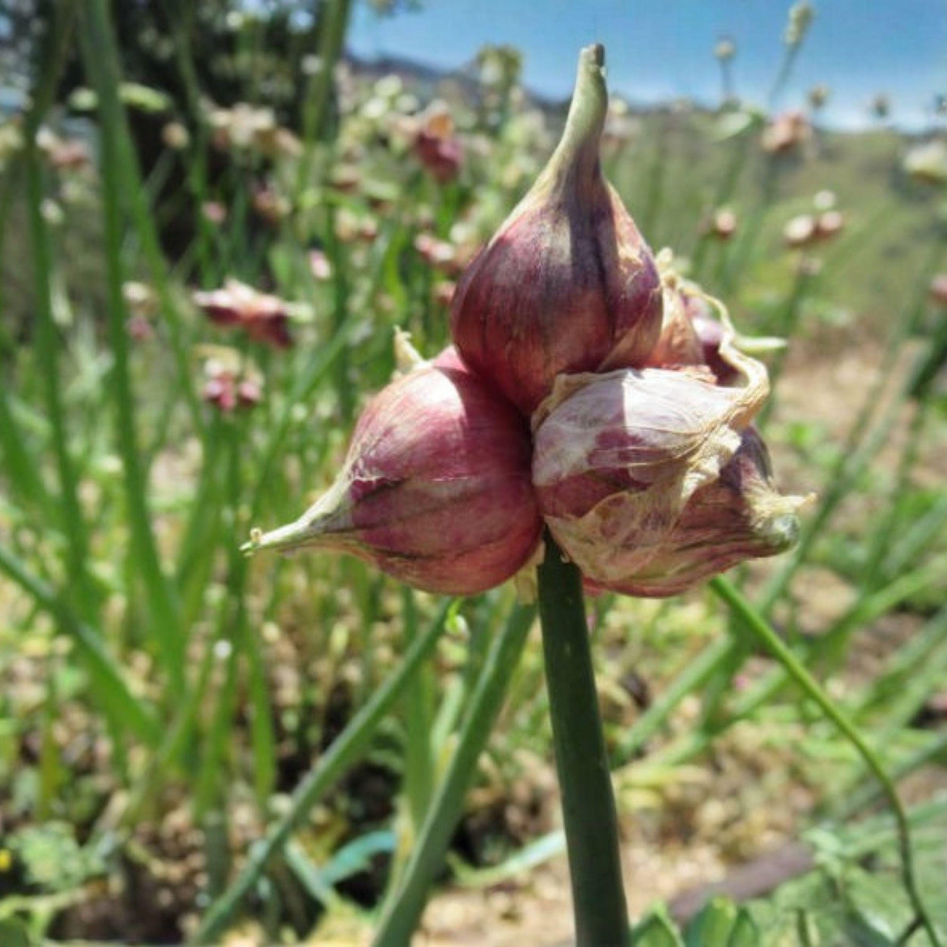 Egyptian Walking Onion Plants - Live Perennial Tree Onions (Allium proliferum) for Garden Growing, Hardy Edible Onions