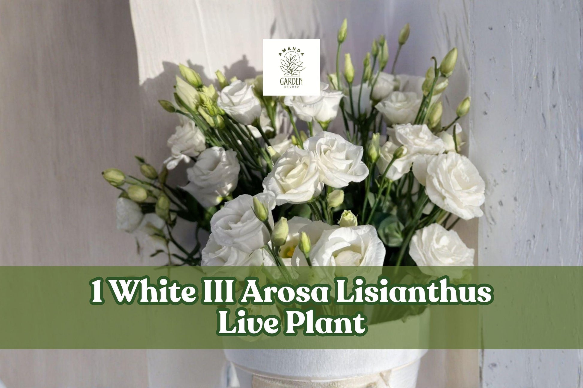 White Arosa Lisianthus Live Plant Plug - Eustoma grandiflorum - 3/4" Starter Pot - Elegant Rose-like Flowers for Gardens & Containers