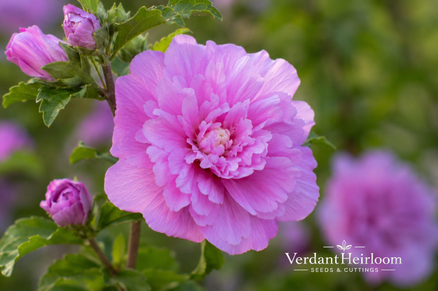 Double Purple Pink Rose of Sharon Cuttings - 10 Unrooted - Hibiscus syriacus - Flowering Shrub for Garden Landscaping