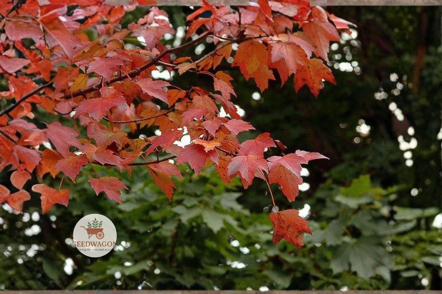 Red Maple Seeds 30 Count - Acer Rubrum Northern Source, Fast Growing, Brilliant Red Fall Color, Shade Tree Seeds