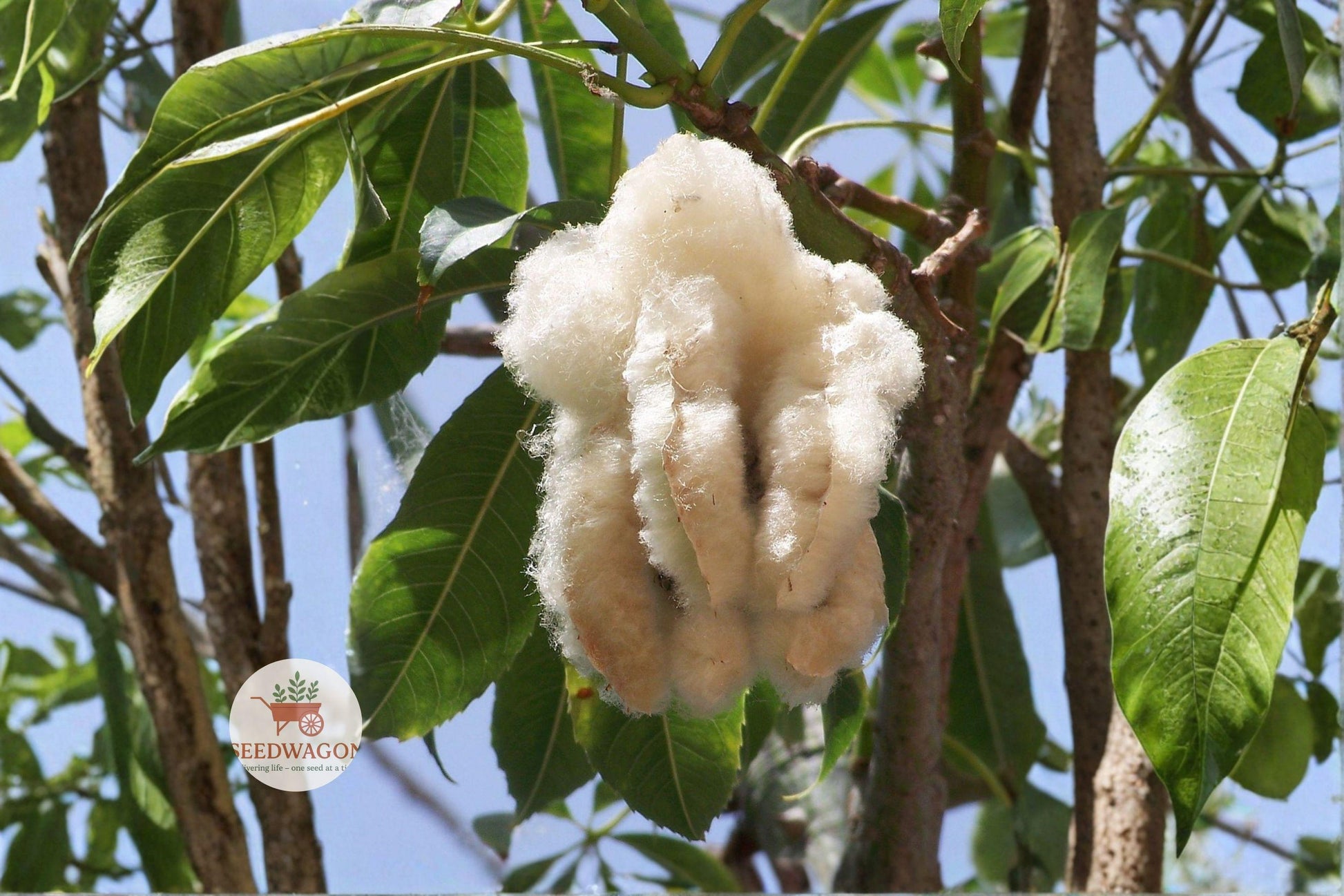 Kapok Tree Seeds - 20 Seeds of Ceiba Pentandra - Fast-Growing Tropical Shade Tree - Silk Cotton Tree for Warm Climates