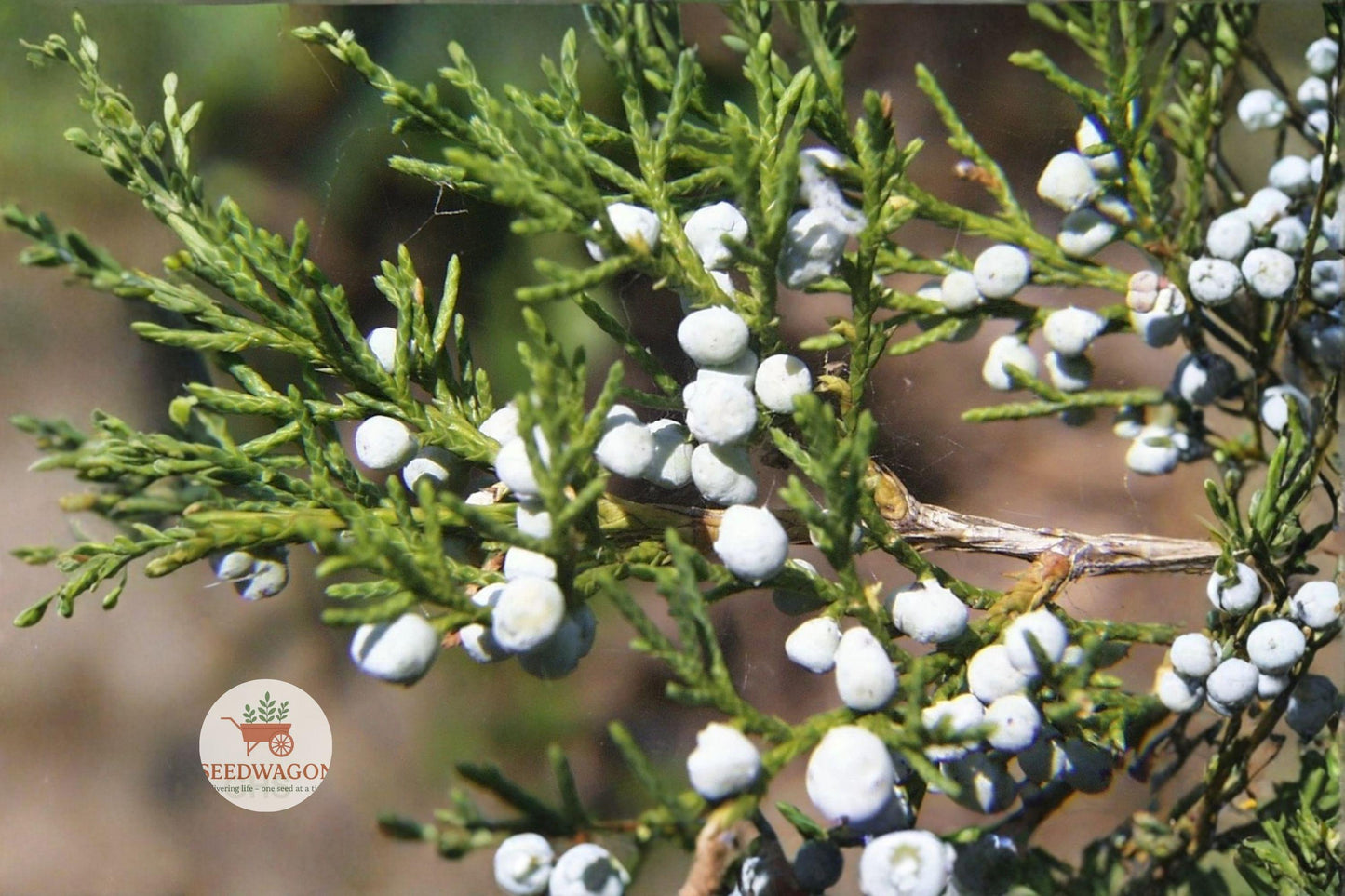 Eastern Red Cedar Seeds - 30 Evergreen Conifer Seeds Juniperus Virginiana for Bonsai, Wildlife Gardens, Drought Tolerant