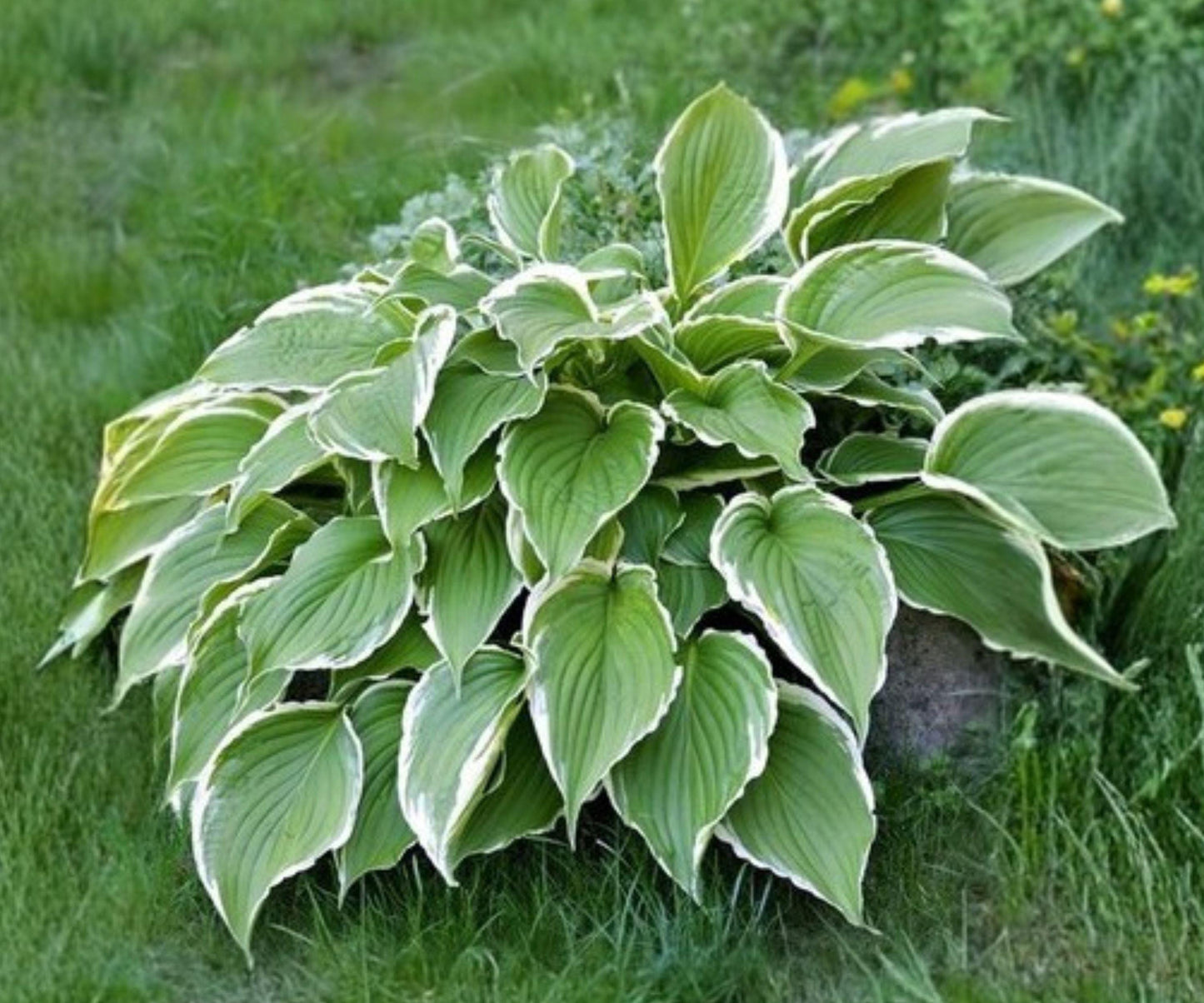 Hosta Francee Bare Roots - Variegated Green White Leaves, Lavender Flowers - Hosta 'Francee' - Shade Garden Perennial (3 Pack)