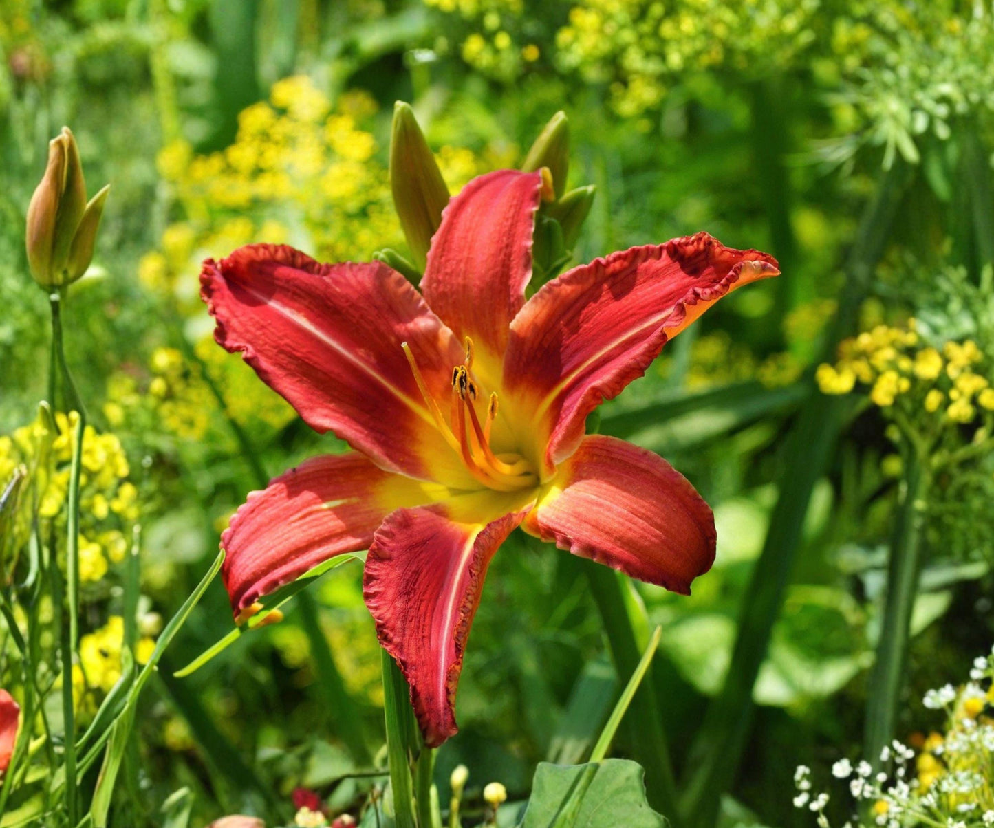 Daylily Root Divisions - 3x Mary Reed Pink Purple Flowers, Hemerocallis ‘Mary Reed’, Summer Blooming Perennial for Sun
