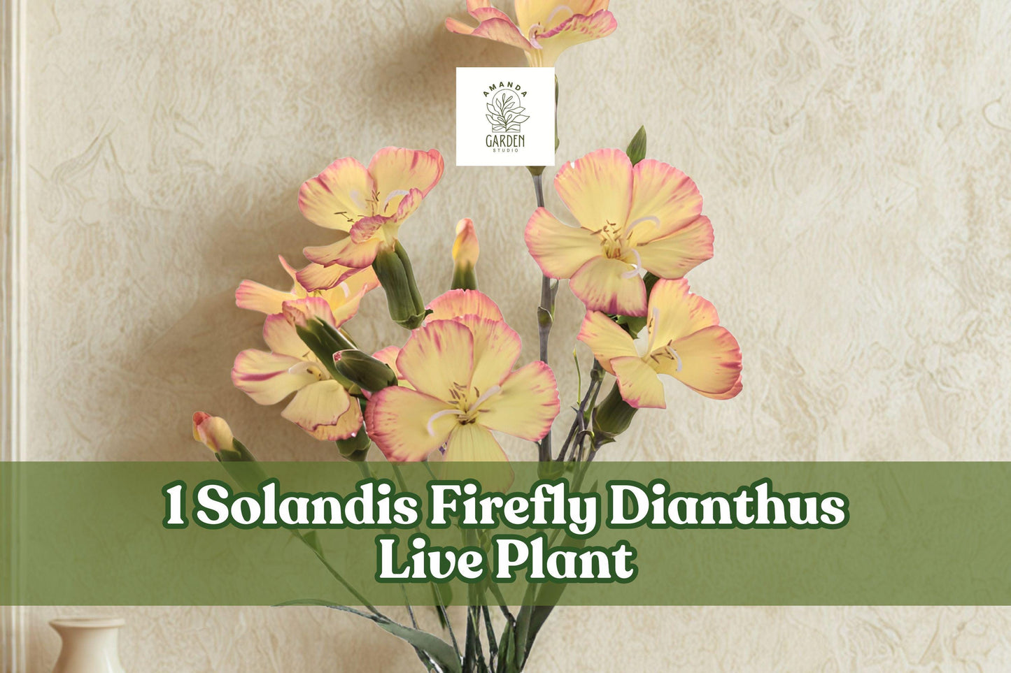 Solandis Firefly Dianthus Live Plant Plug - Rare Yellow Flowers with Red Edge - Dianthus hybrid - Ideal for Cut Flower Gardens