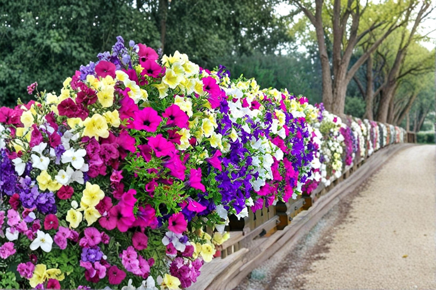 Mixed Petunia Seeds 1000 Count - Colorful Annual Flowering Plant (Petunia × hybrida) for Gardens, Containers, and Baskets