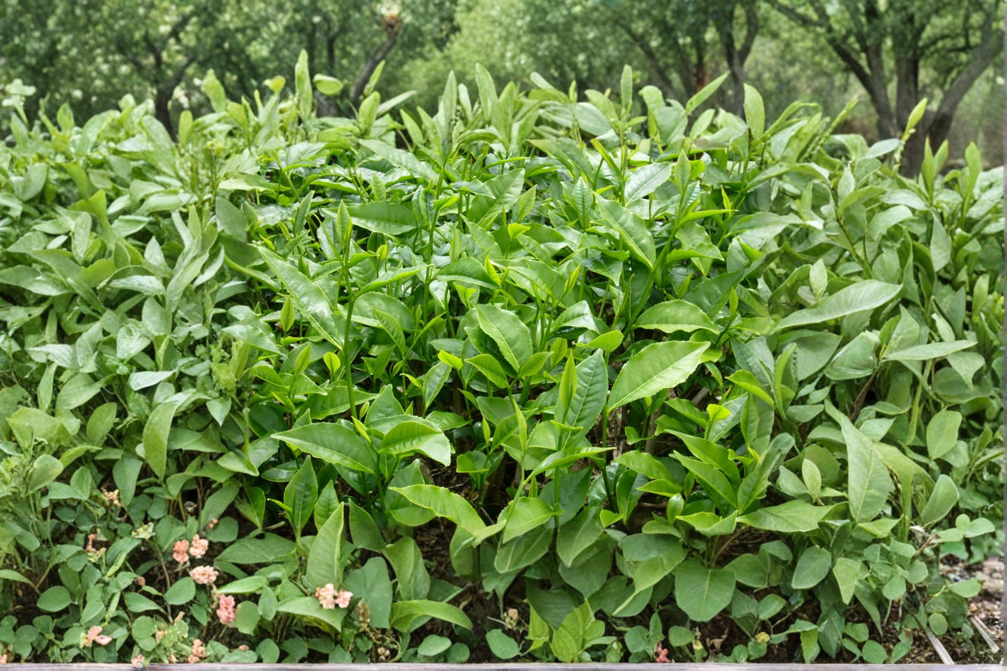 Tea Plant Seeds - 6 Seeds - Camellia sinensis - Evergreen Shrub for Tea Production - Ideal for Garden or Container Cultivation