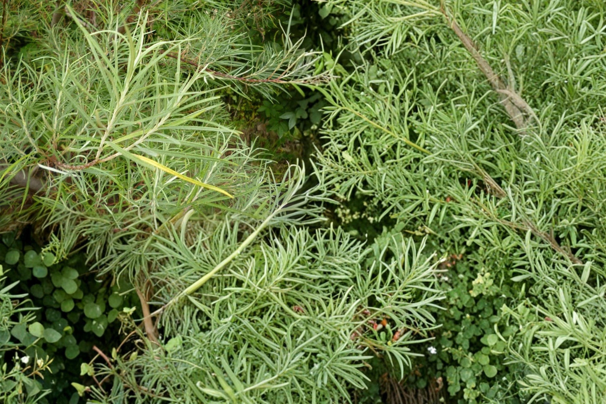 Rosemary Willow Cuttings - 10 Live Cuttings - Salix rosmarinifolia - Deciduous Shrub for Hedges & Screening - Outdoor Planting