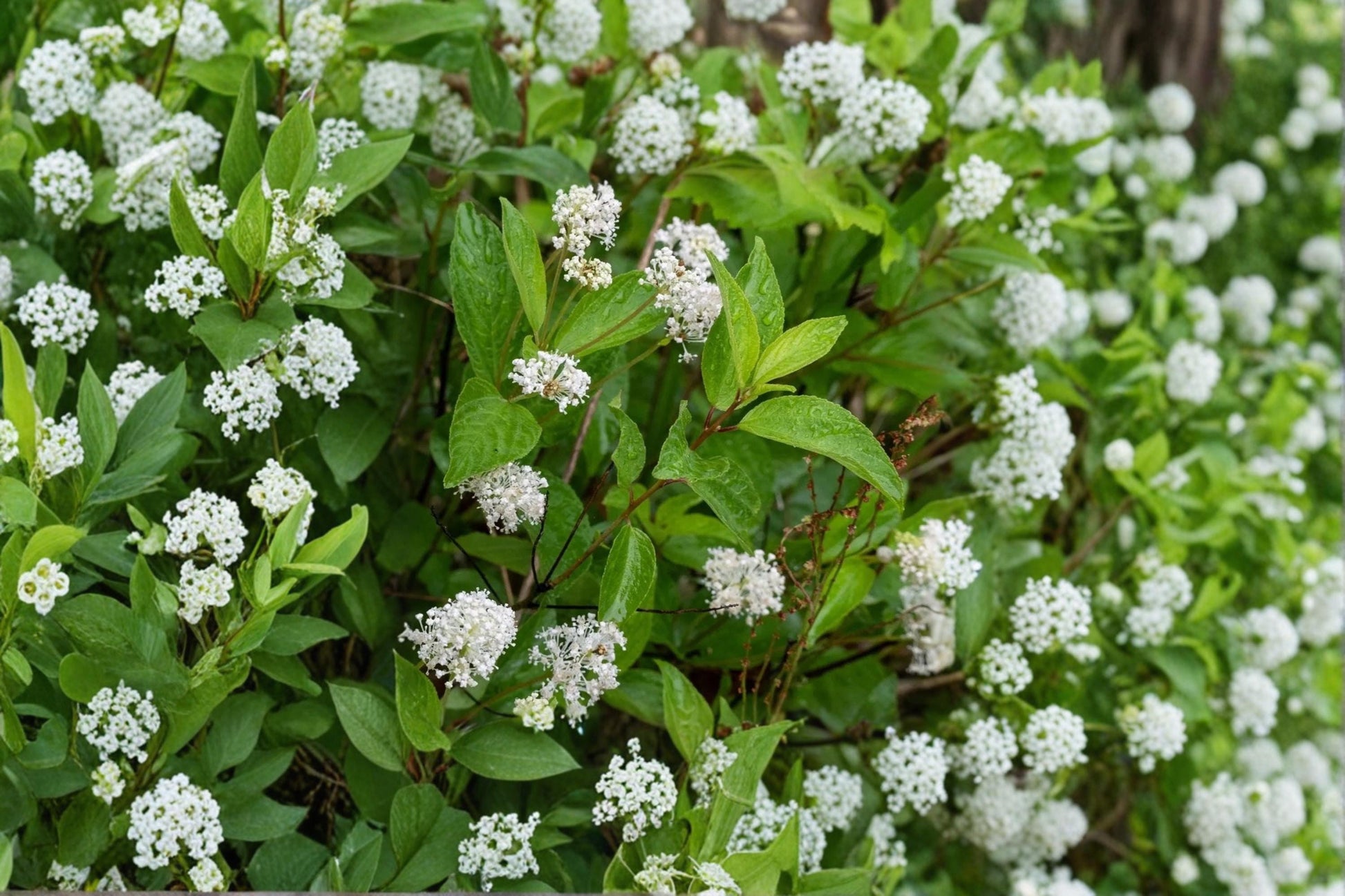 New Jersey Tea Seeds 50 Pack - Ceanothus americanus - Deciduous Flowering Shrub for Native Landscapes and Garden Borders