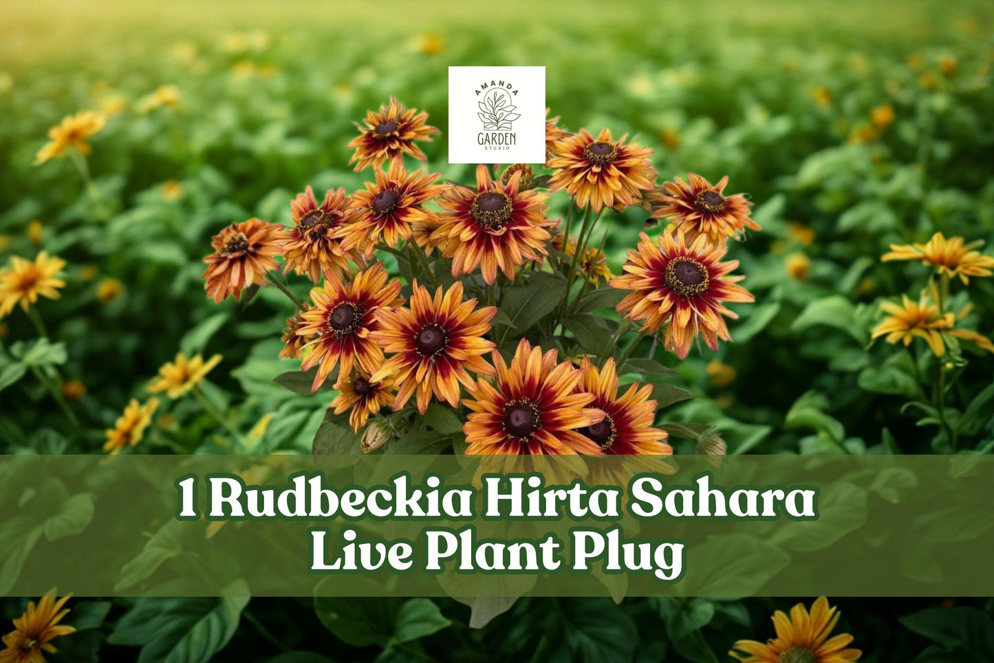 Rudbeckia Sahara Live Plant Plug - Gloriosa Daisy Black Eyed Susan Starter - Copper, Brown, Yellow, Peach Blooms - Rudbeckia hirta