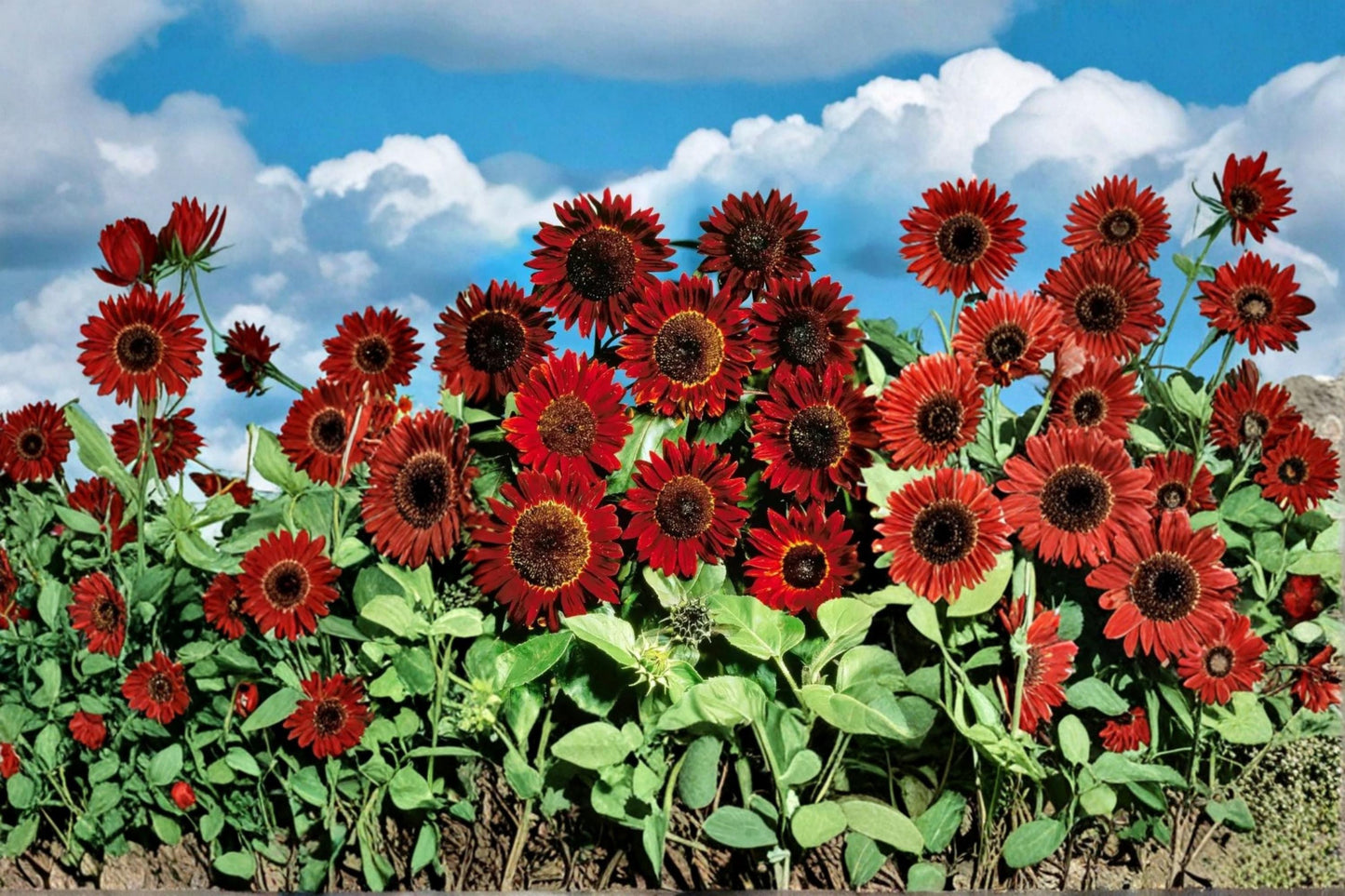 Red Sunflower Seeds - 50 Count - Helianthus annuus - Annual Flowering Plant for Garden Beds & Pollinator-Friendly Landscapes