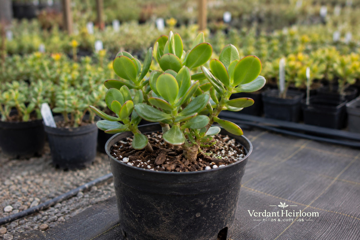 Jade Plant Leaf Cuttings 12 Pack - Crassula ovata Succulent for Propagation - Drought-Tolerant Indoor Plant Cuttings