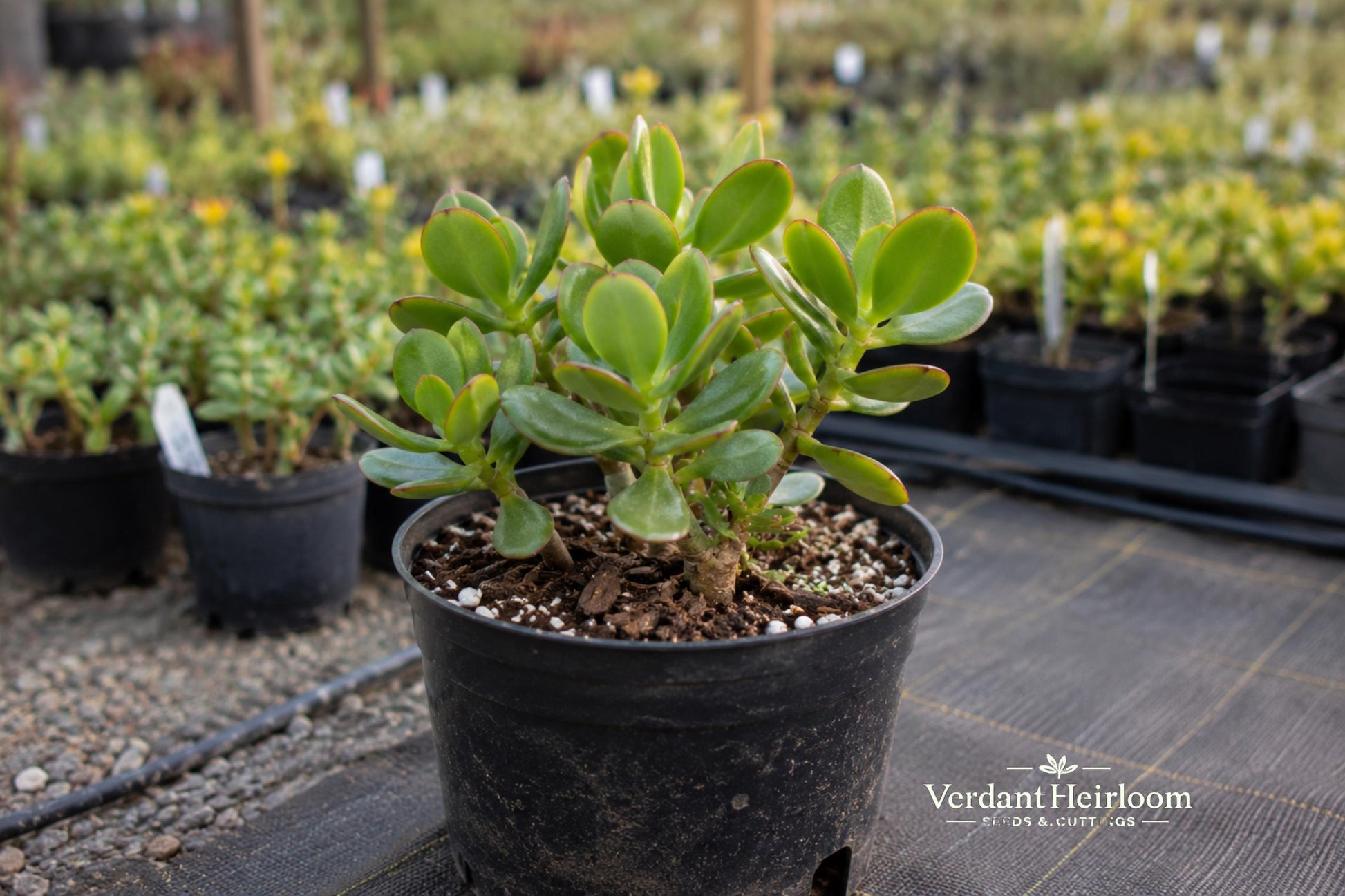 Jade Plant Leaf Cuttings 12 Pack - Crassula ovata Succulent for Propagation - Drought-Tolerant Indoor Plant Cuttings