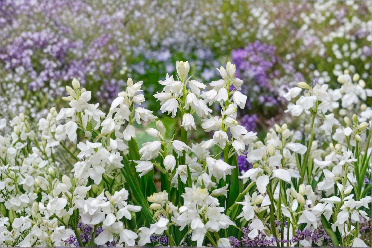 Spanish Whitebells Bulb - Hyacinthoides hispanica - Spring Flowering White Bell Blooms for Garden Planting