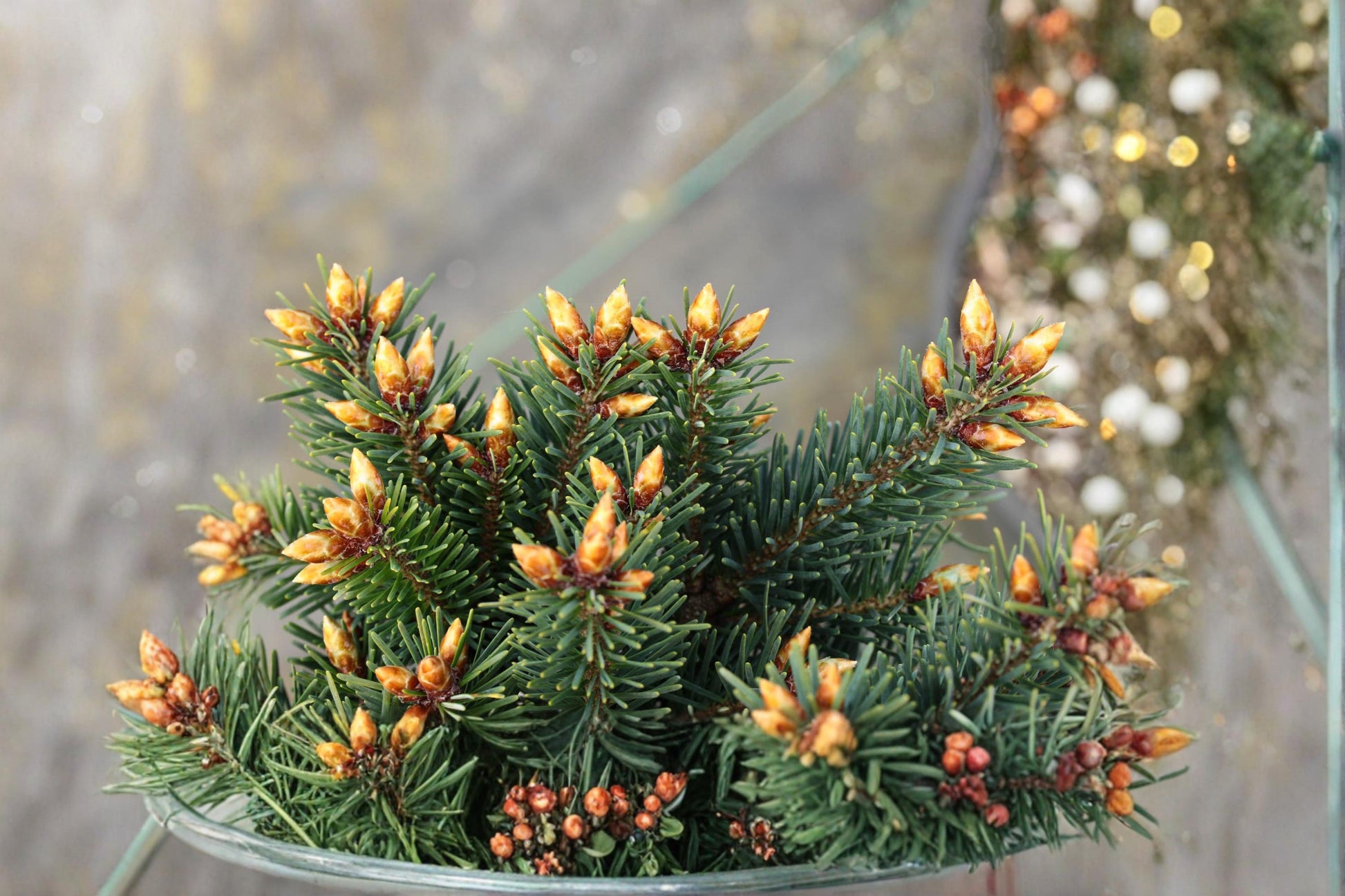 Blue Douglas Fir Seeds - 20 Pseudotsuga menziesii - Evergreen Conifer with Blue-Green Needles for Outdoor Planting