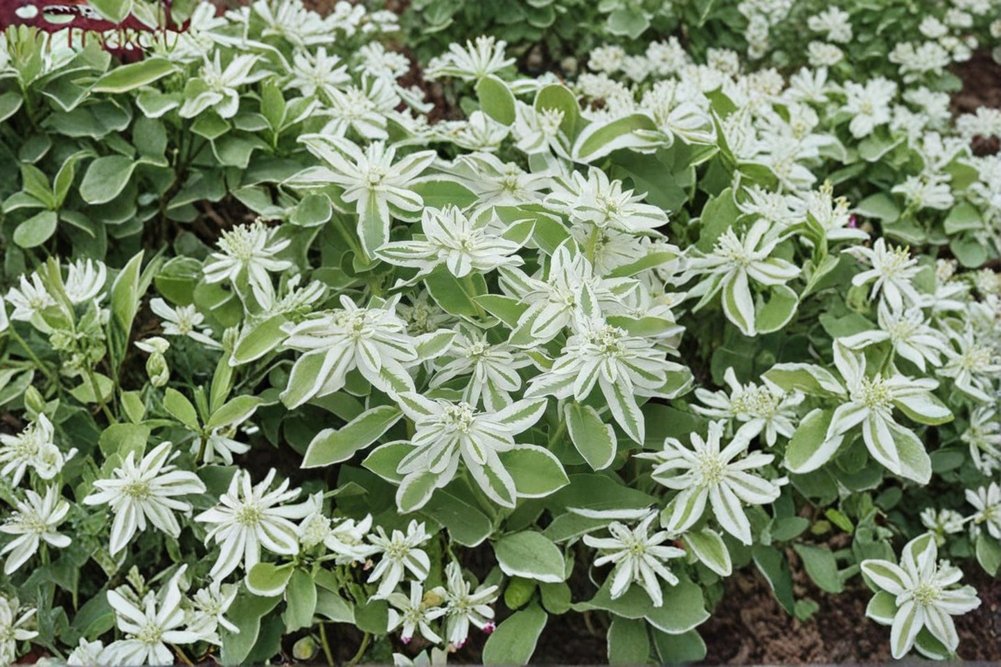 Mountain Snow Seeds - 50+ Euphorbia marginata - Annual Flowering Plant with Green Leaves and White Edges - Full Sun Garden Seeds