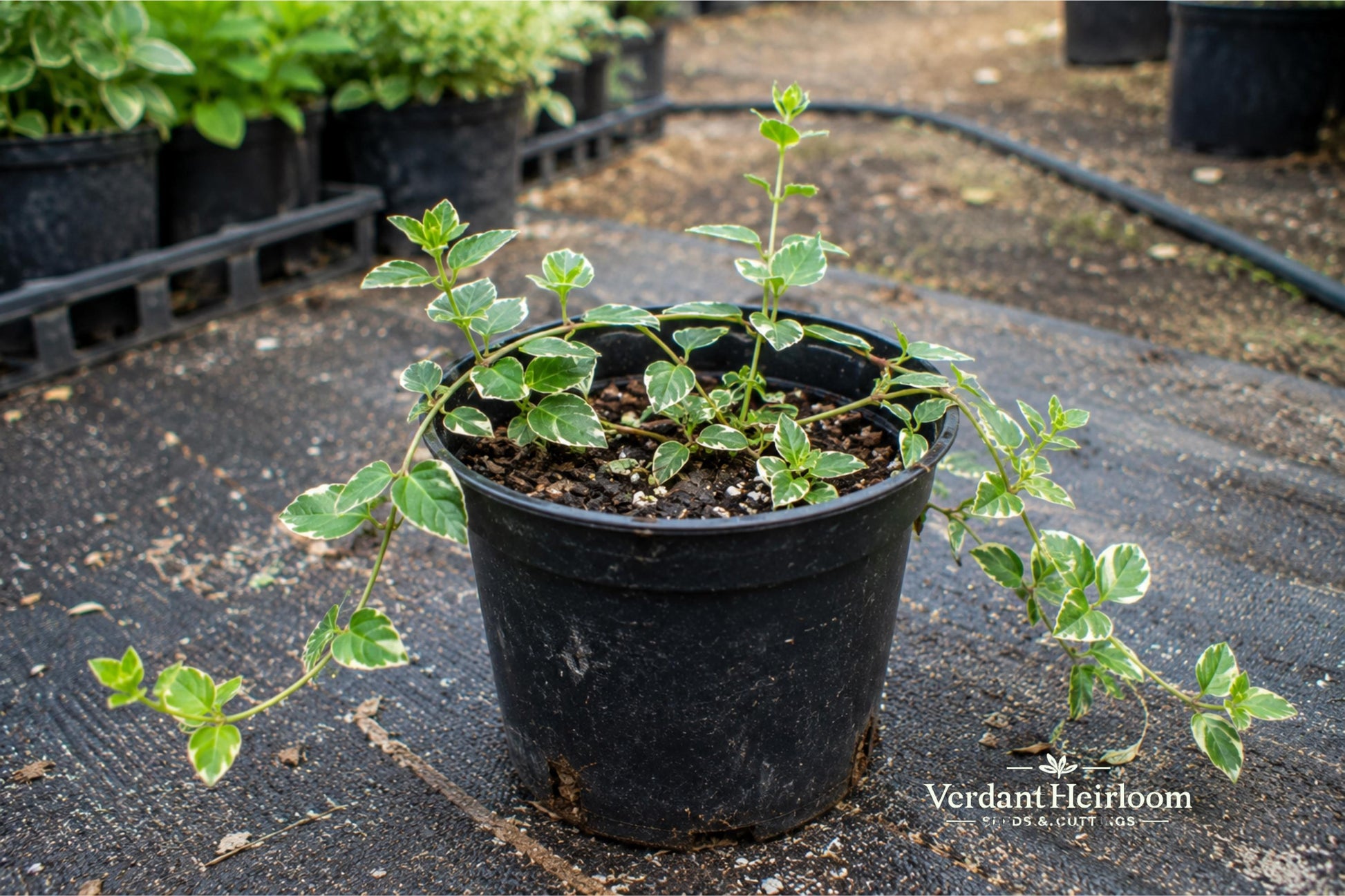 Wintercreeper Cuttings 12-Pack - Euonymus fortunei - Evergreen Groundcover & Climbing Vine - Unrooted Plant Cuttings