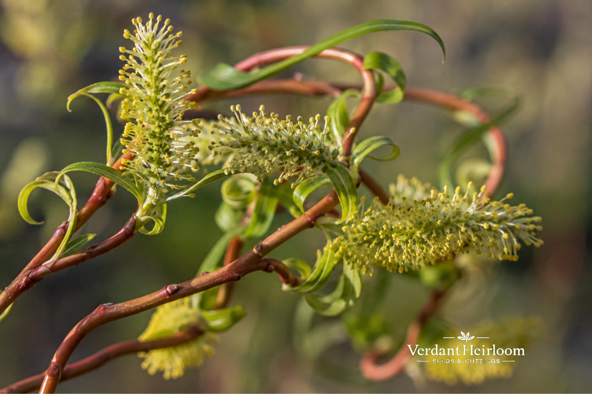 Scarlet Curls Willow Plant Cutting - Twisted Branches, Red-Orange Stems, Salix matsudana ‘Scarlet Curls’, Bare Root, 4+ Inches