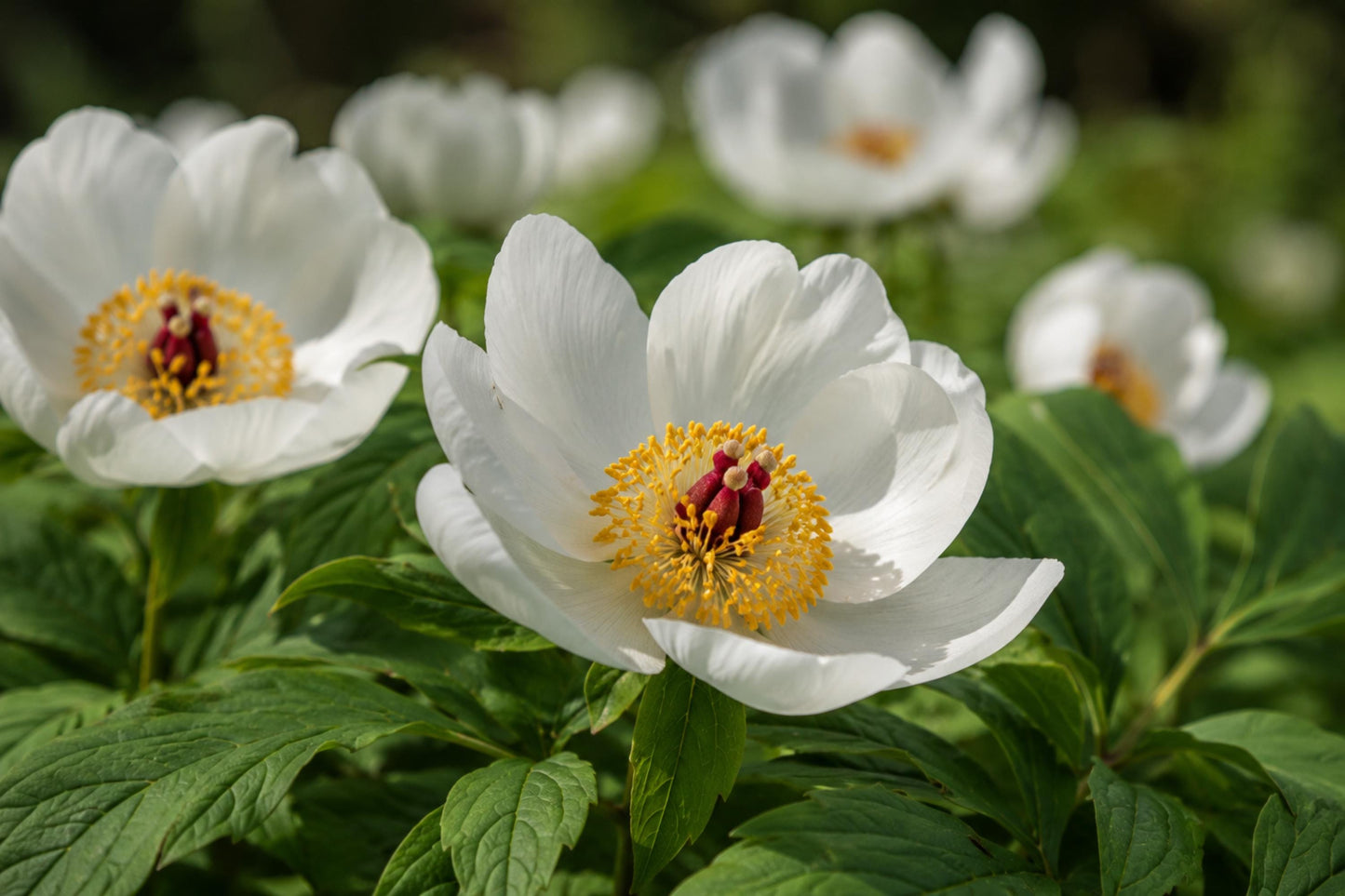Japanese Woodland Peony Seeds (5) | Rare Paeonia japonica | Elegant White Blooms with Golden Centers | Shade-Loving Perennial
