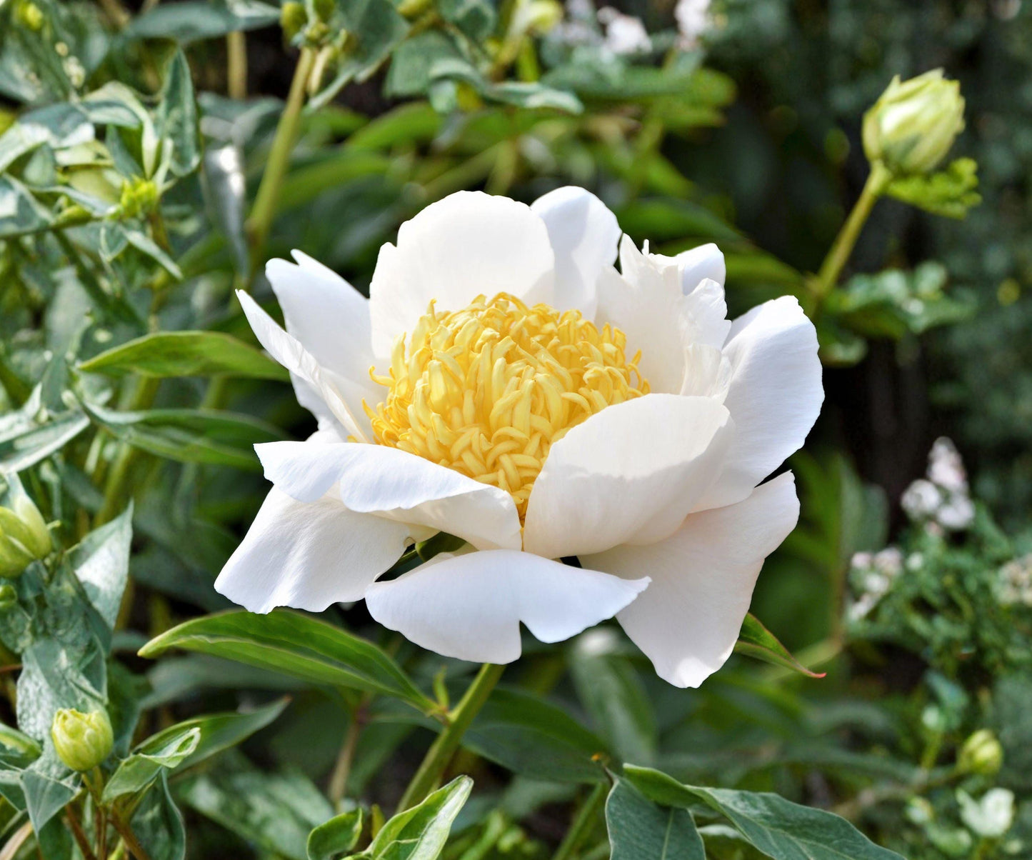 Peony Moon of Nippon Root Division - White Yellow Japanese Peony Flower - Paeonia lactiflora ‘Moon of Nippon’ - Healthy Roots Ready to Plant