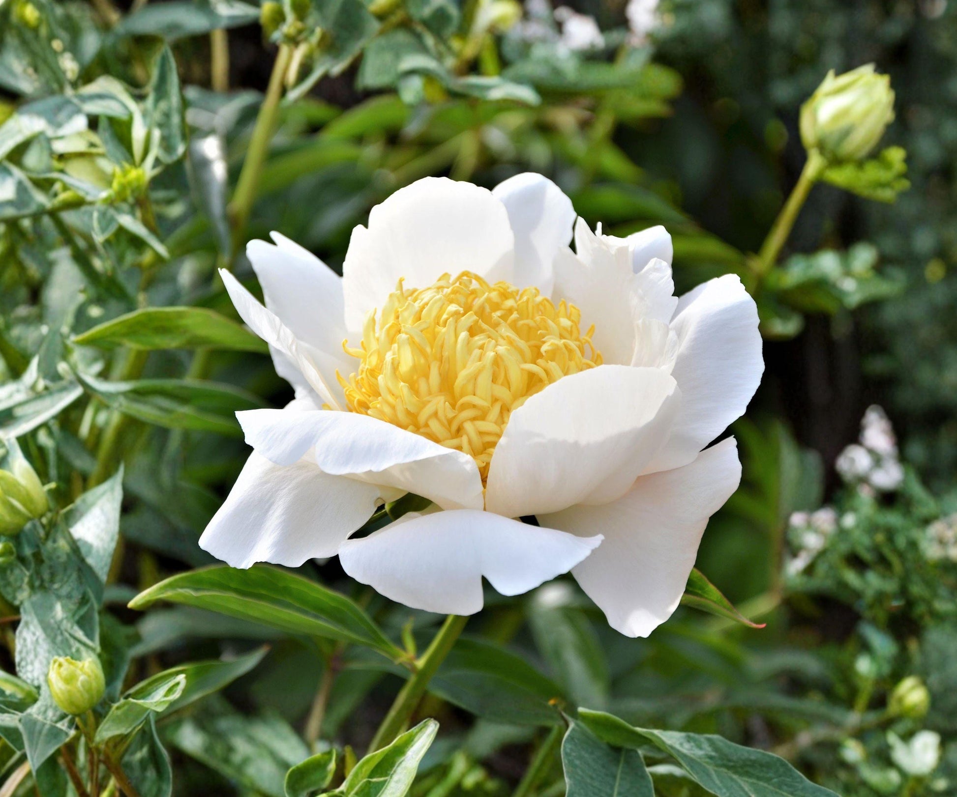 Peony Moon of Nippon Root Division - White Yellow Japanese Peony Flower - Paeonia lactiflora ‘Moon of Nippon’ - Healthy Roots Ready to Plant