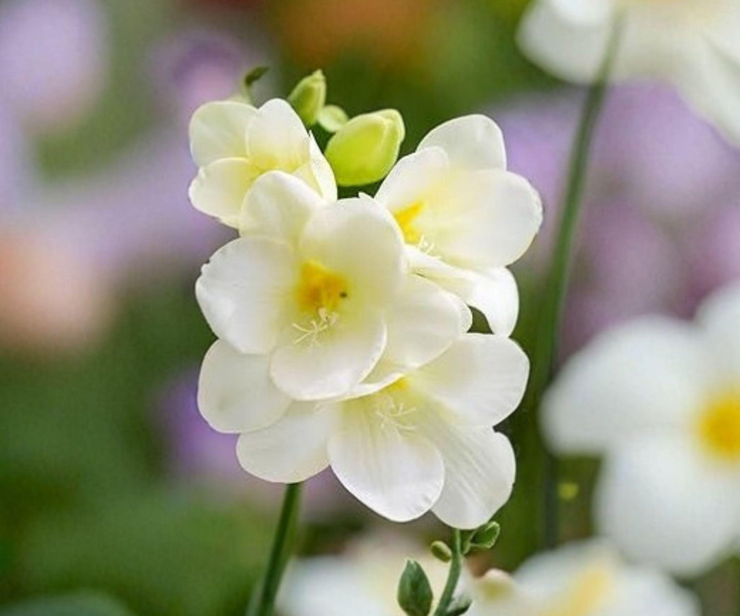Freesia Bulbs Collection, 30 Pack, White Wonder, Fragrant Spring Flowers, Freesia hybrids, Ideal for Containers & Gardens