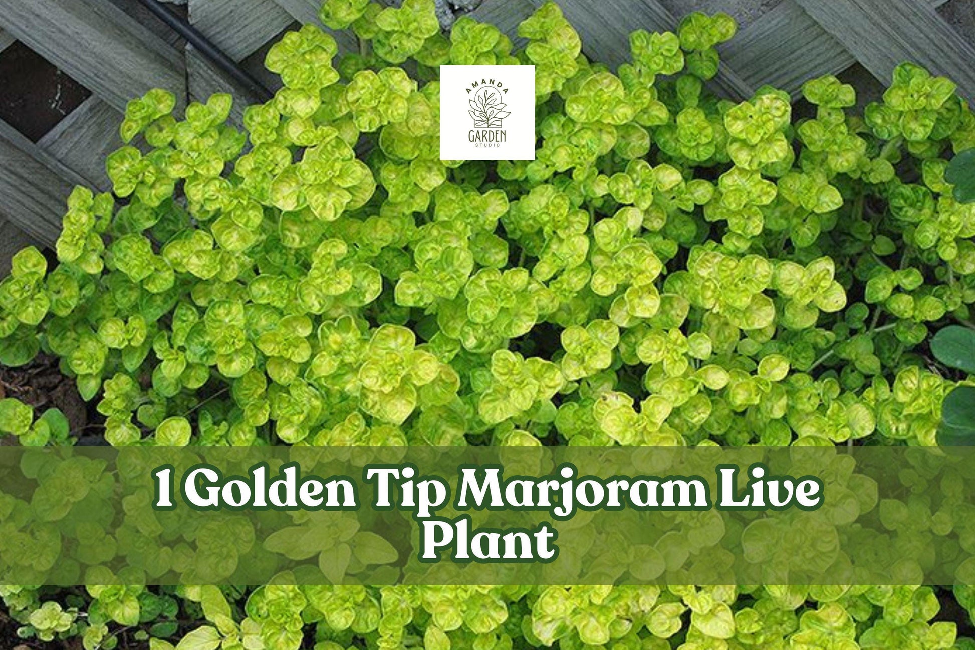 Golden Tip Marjoram Live Plant Plug - Culinary Herb Starter, Origanum majorana ‘Aureum’, Green to Golden Foliage, Indoor/Outdoor Use