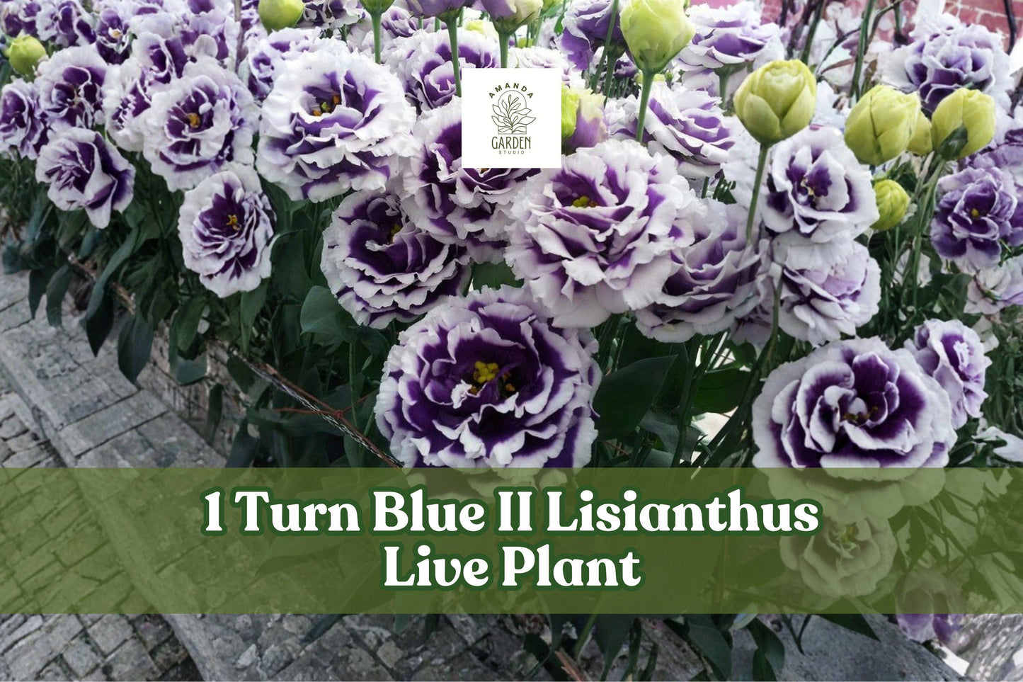 Turn Blue II Lisianthus Live Plant Plug 1" Pot Eustoma grandiflorum Blue-Purple Ruffled Blooms Celeb Series